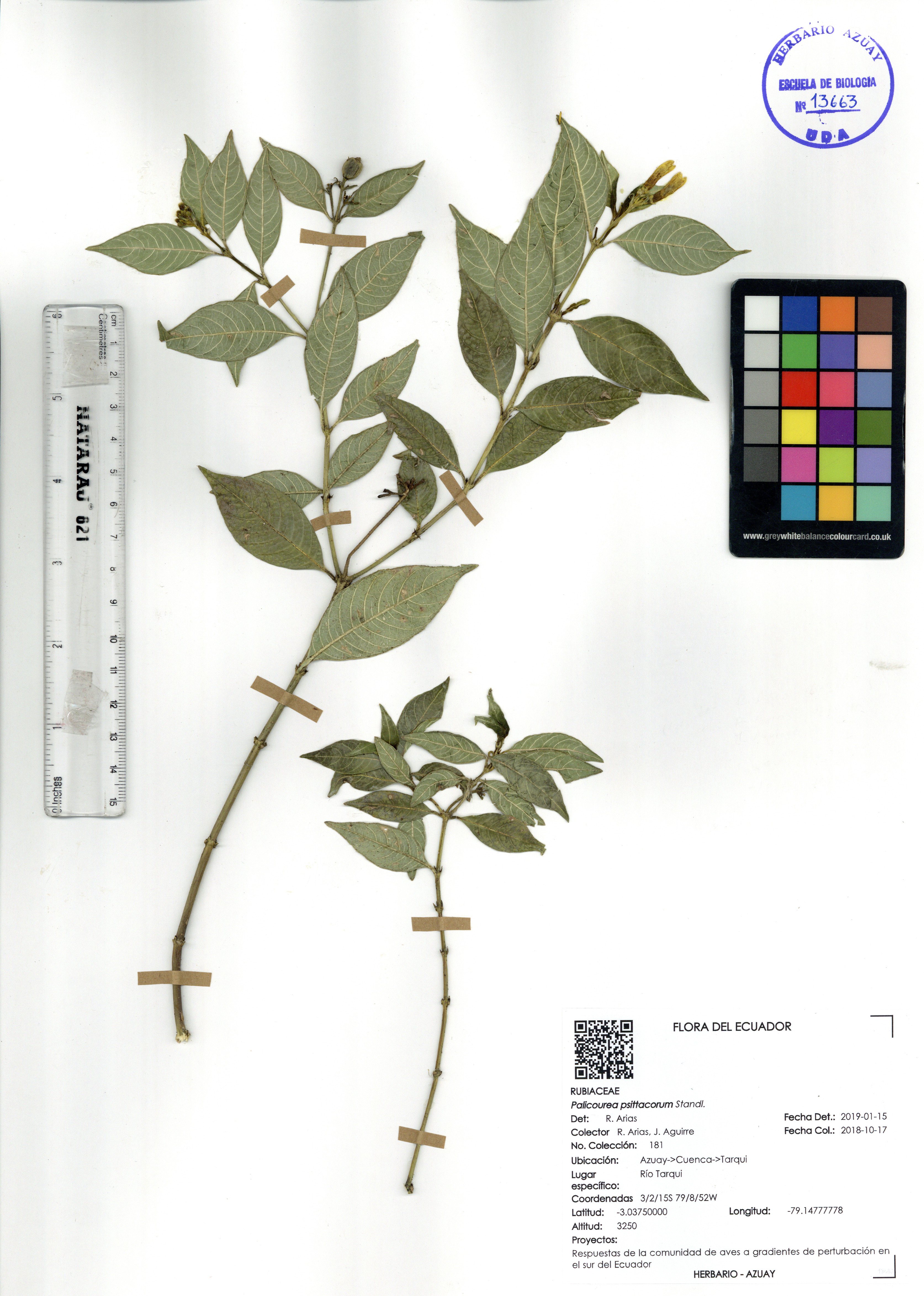 Palicourea psittacorum Standl.