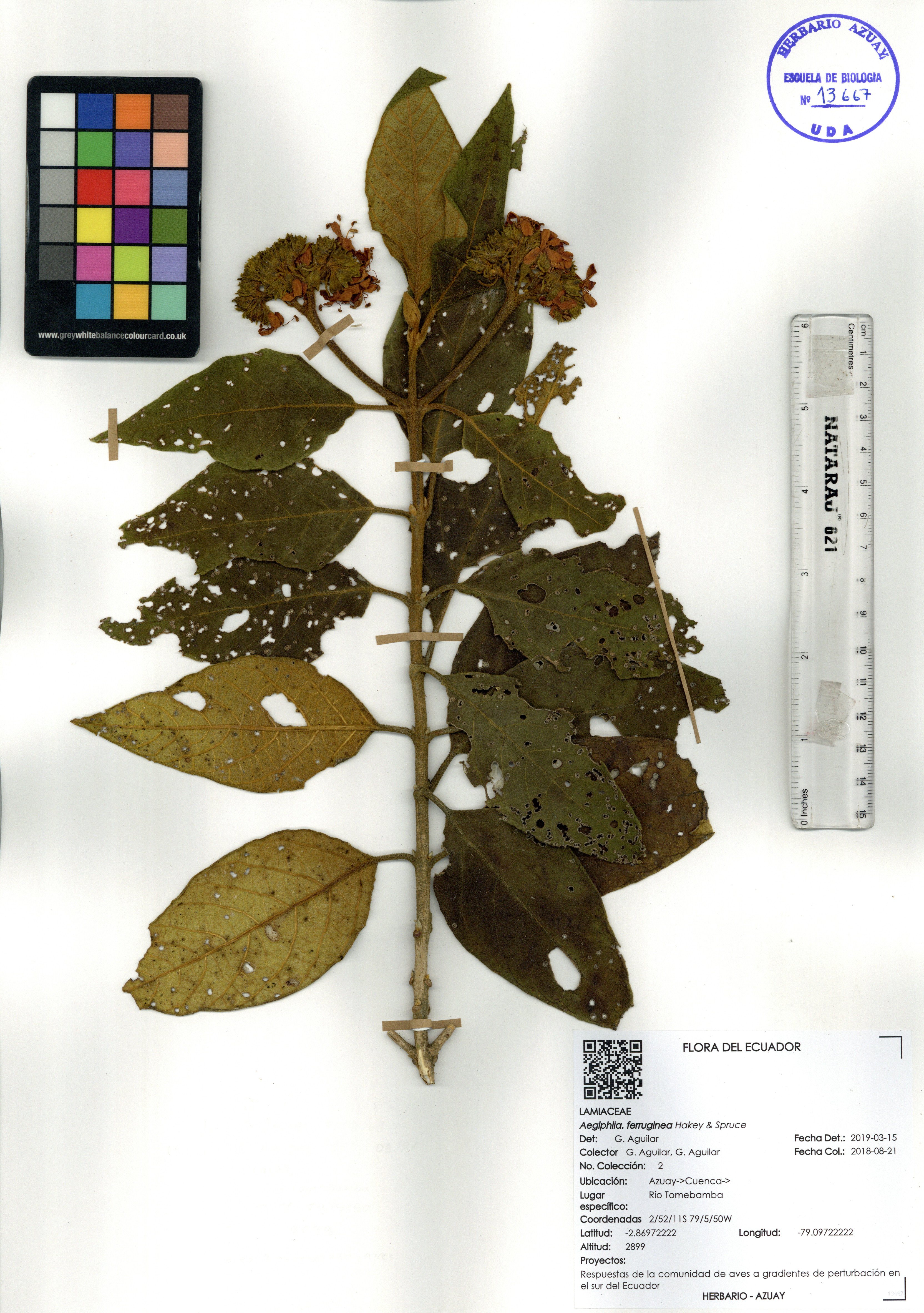 Aegiphila ferruginea Hakey & Spruce