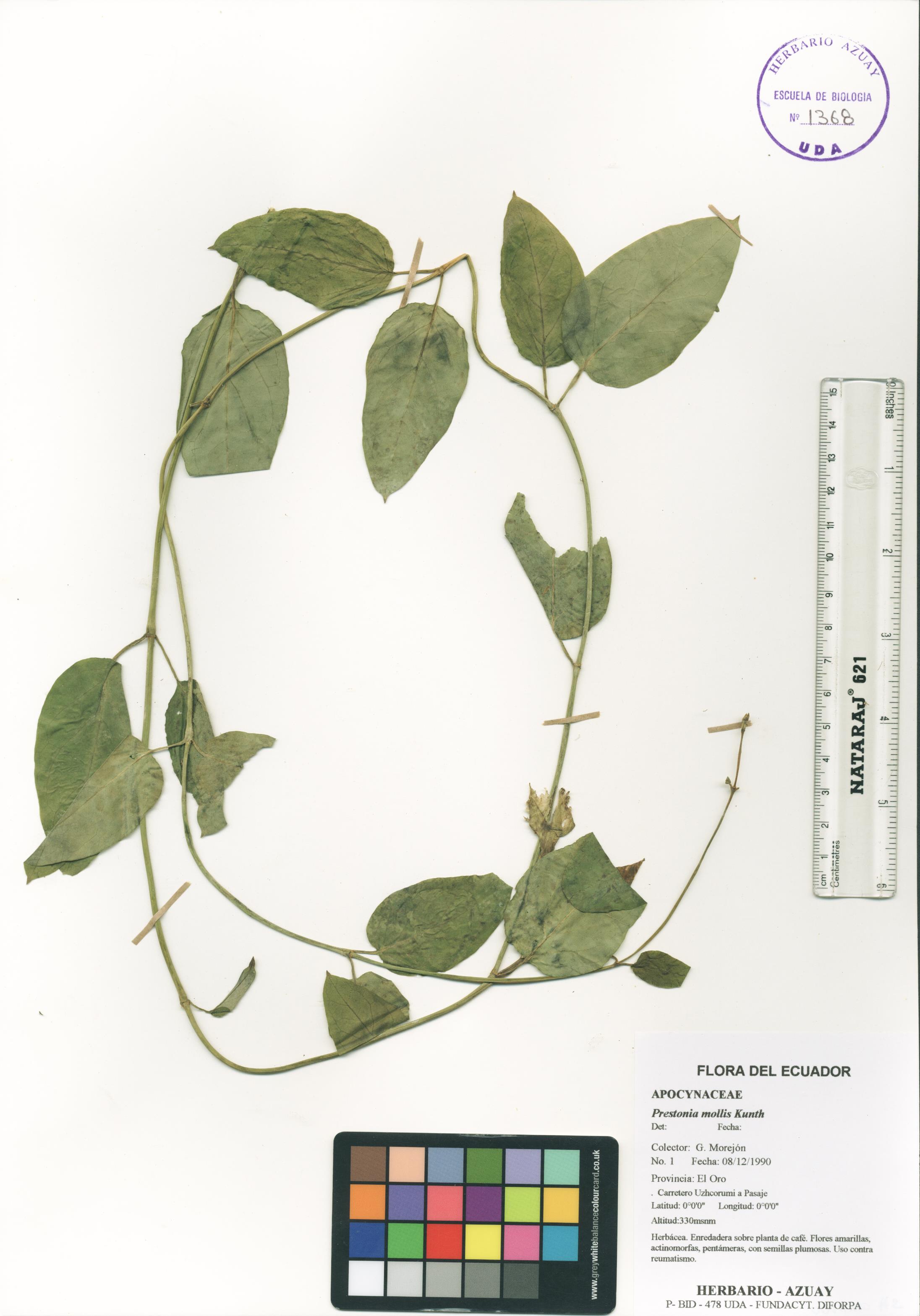 Prestonia mollis Kunth