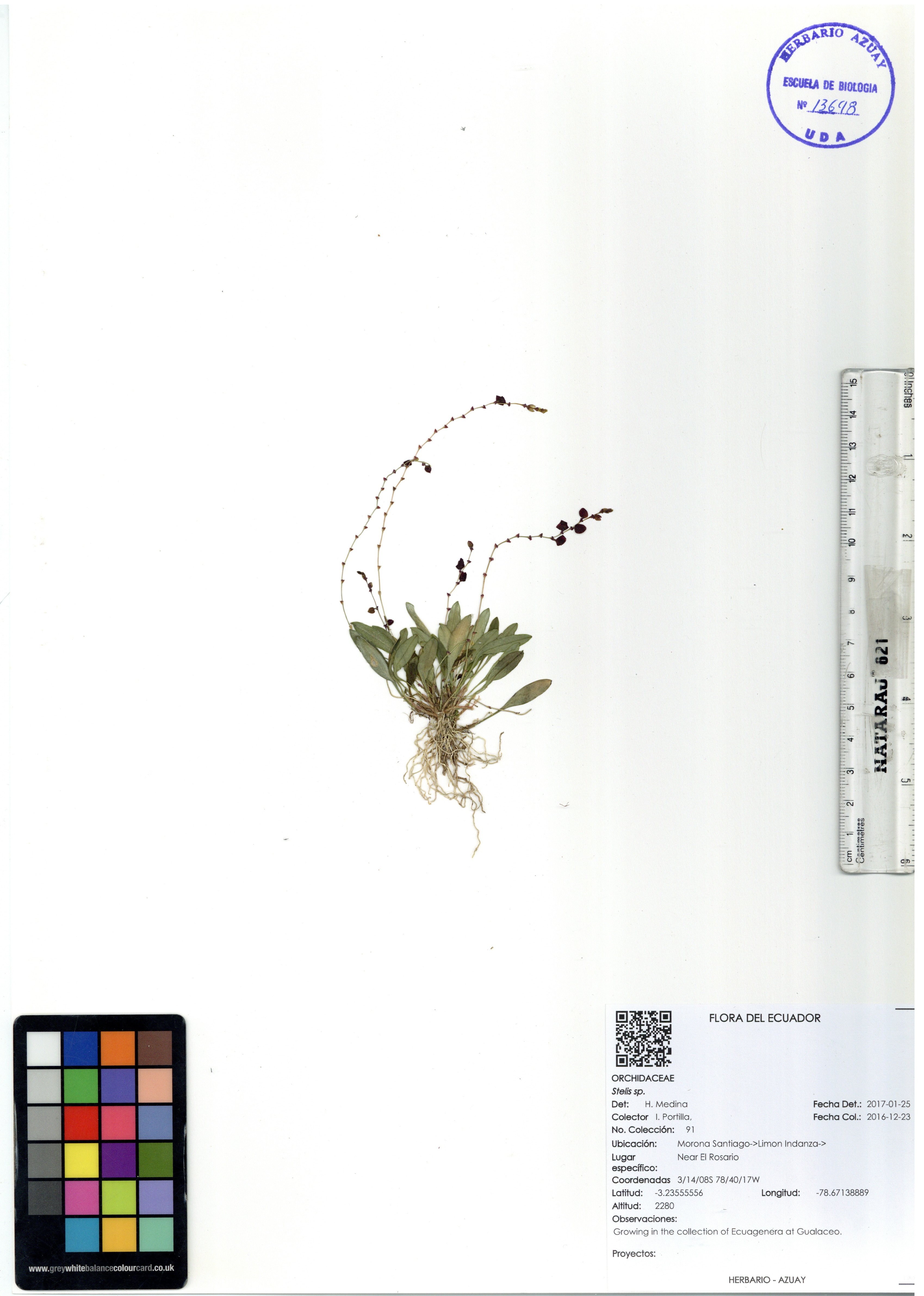 Stelis sp. SIN DETERMINAR
