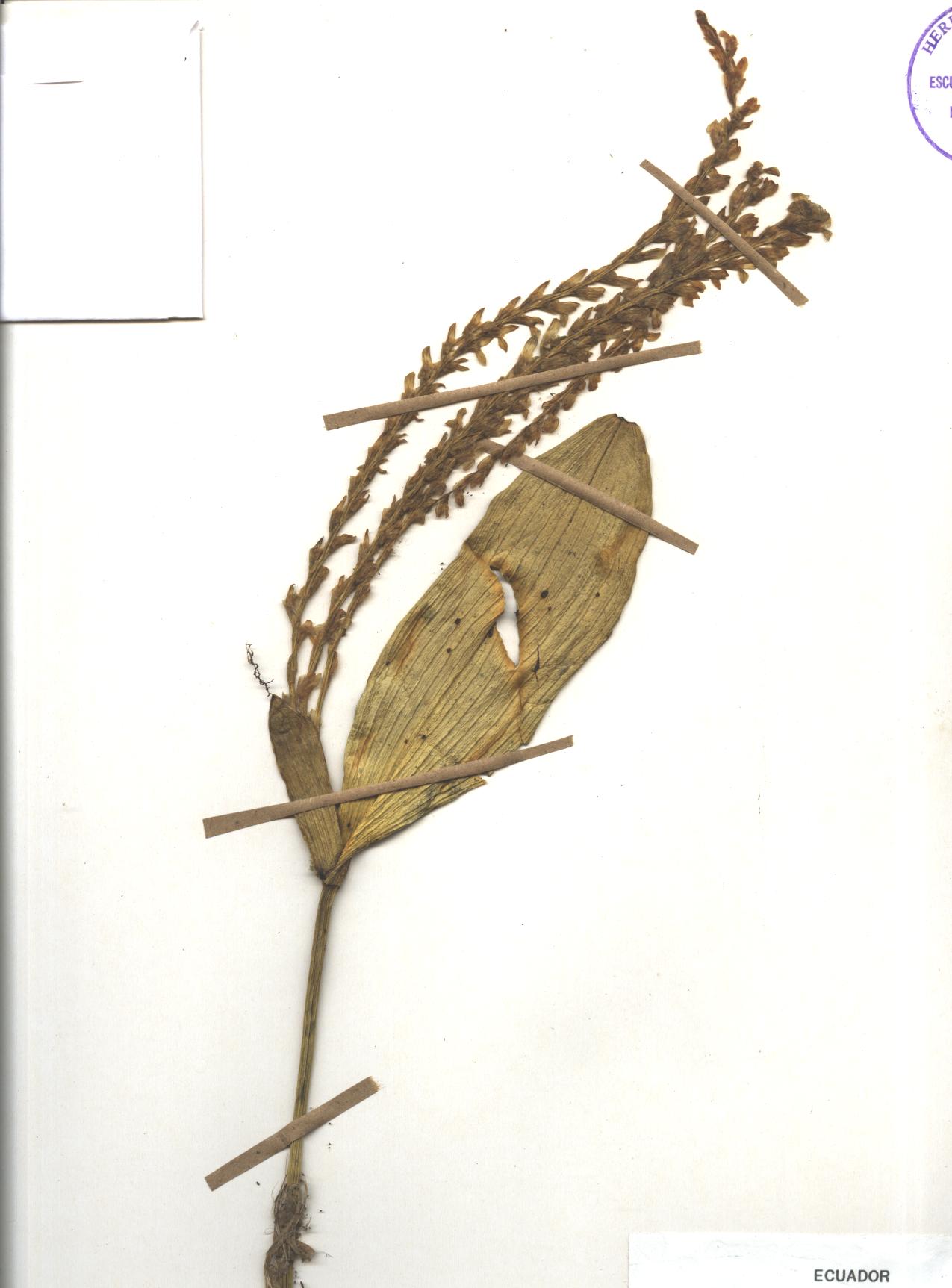 Pleurothallis sp. SIN DETERMINAR