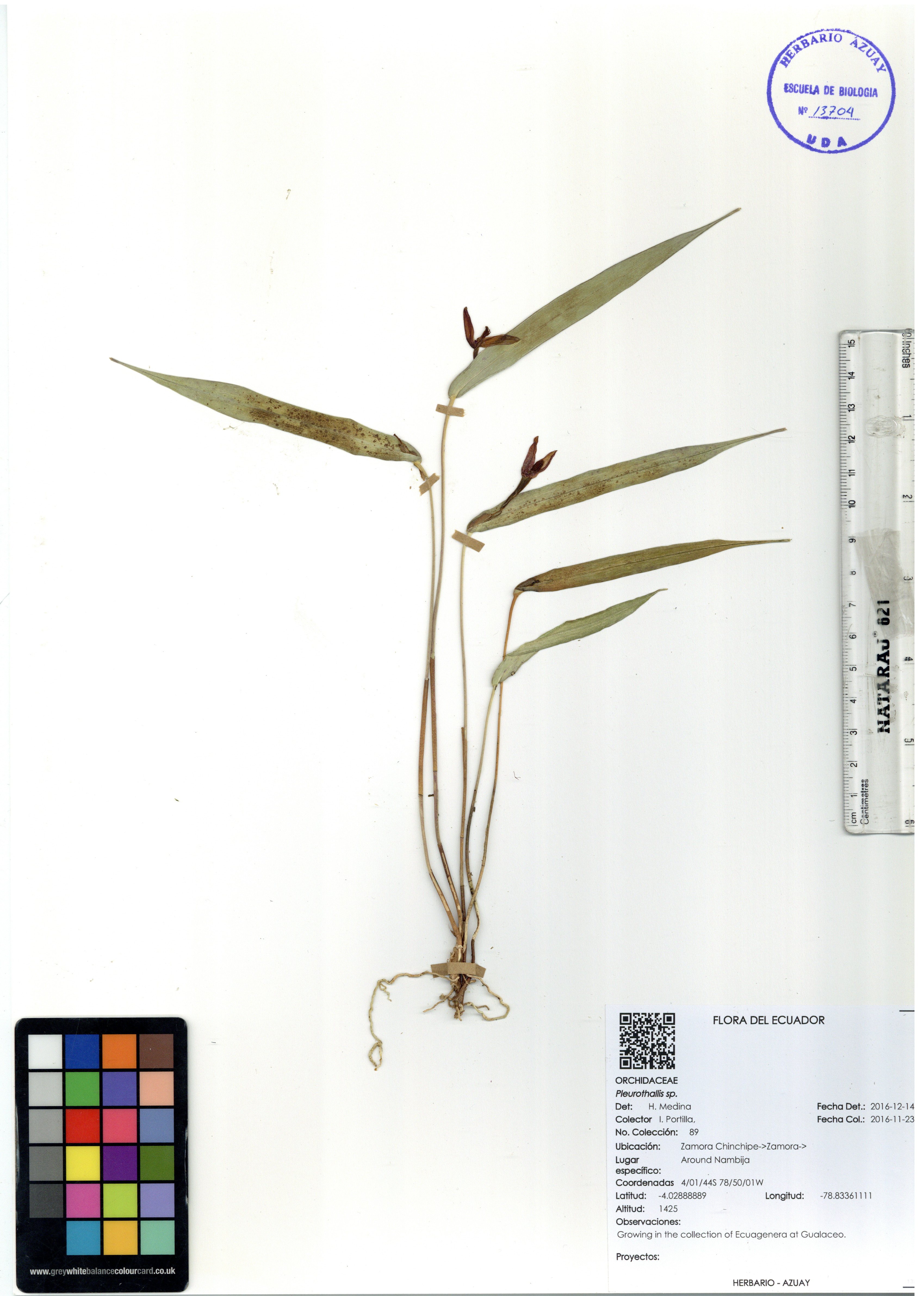 Pleurothallis sp. SIN DETERMINAR