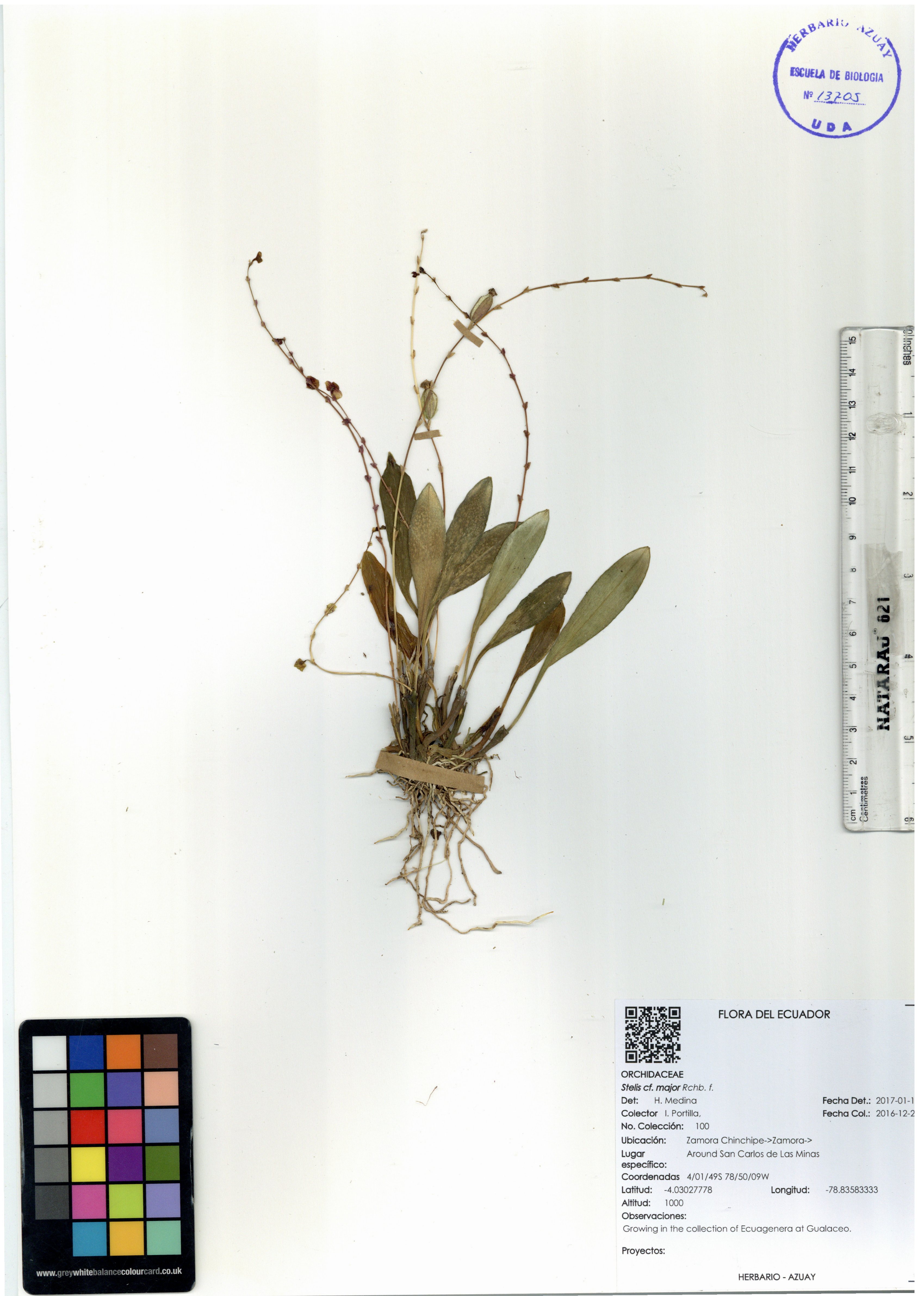 Stelis major Rchb. f.