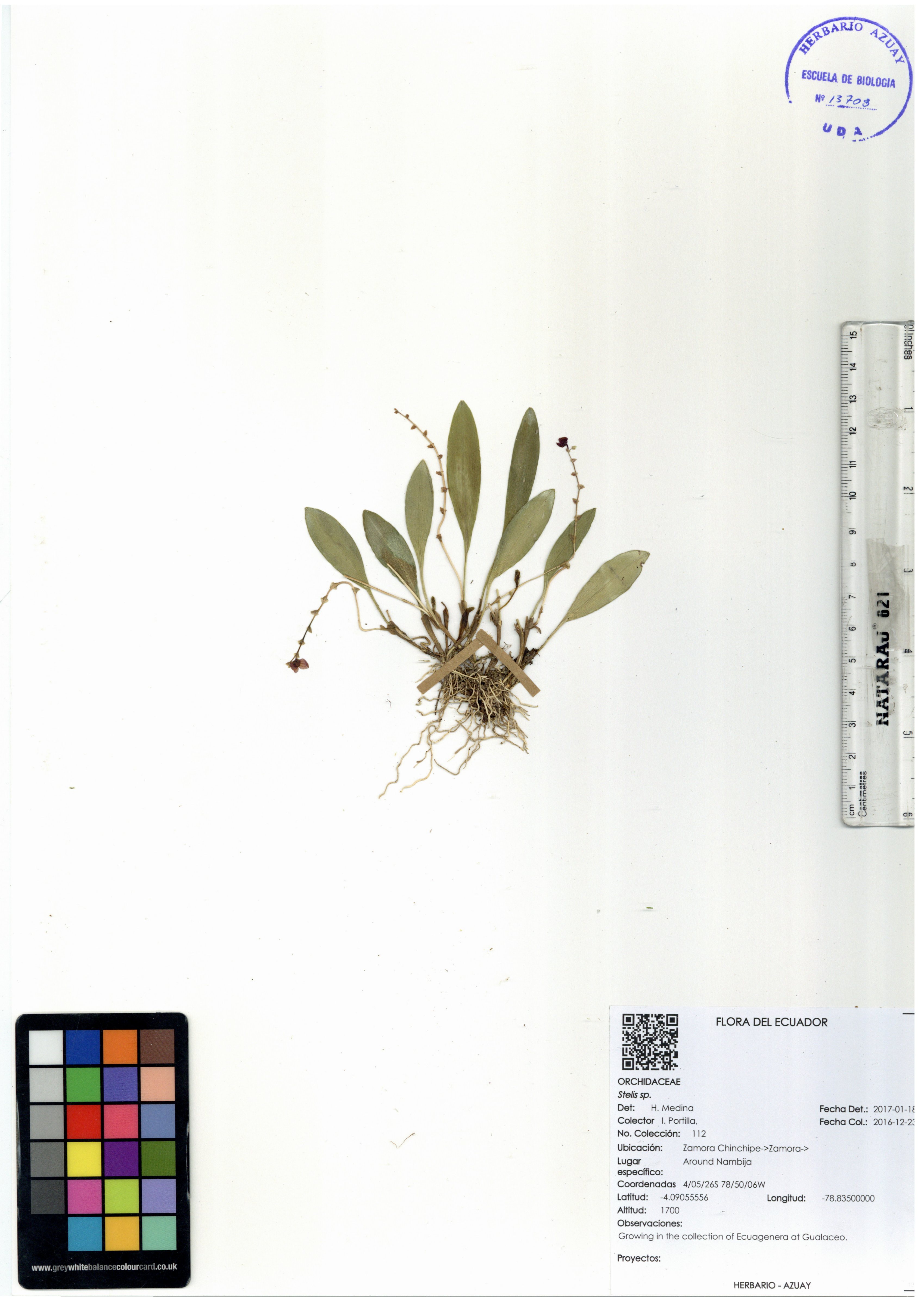 Stelis sp. SIN DETERMINAR