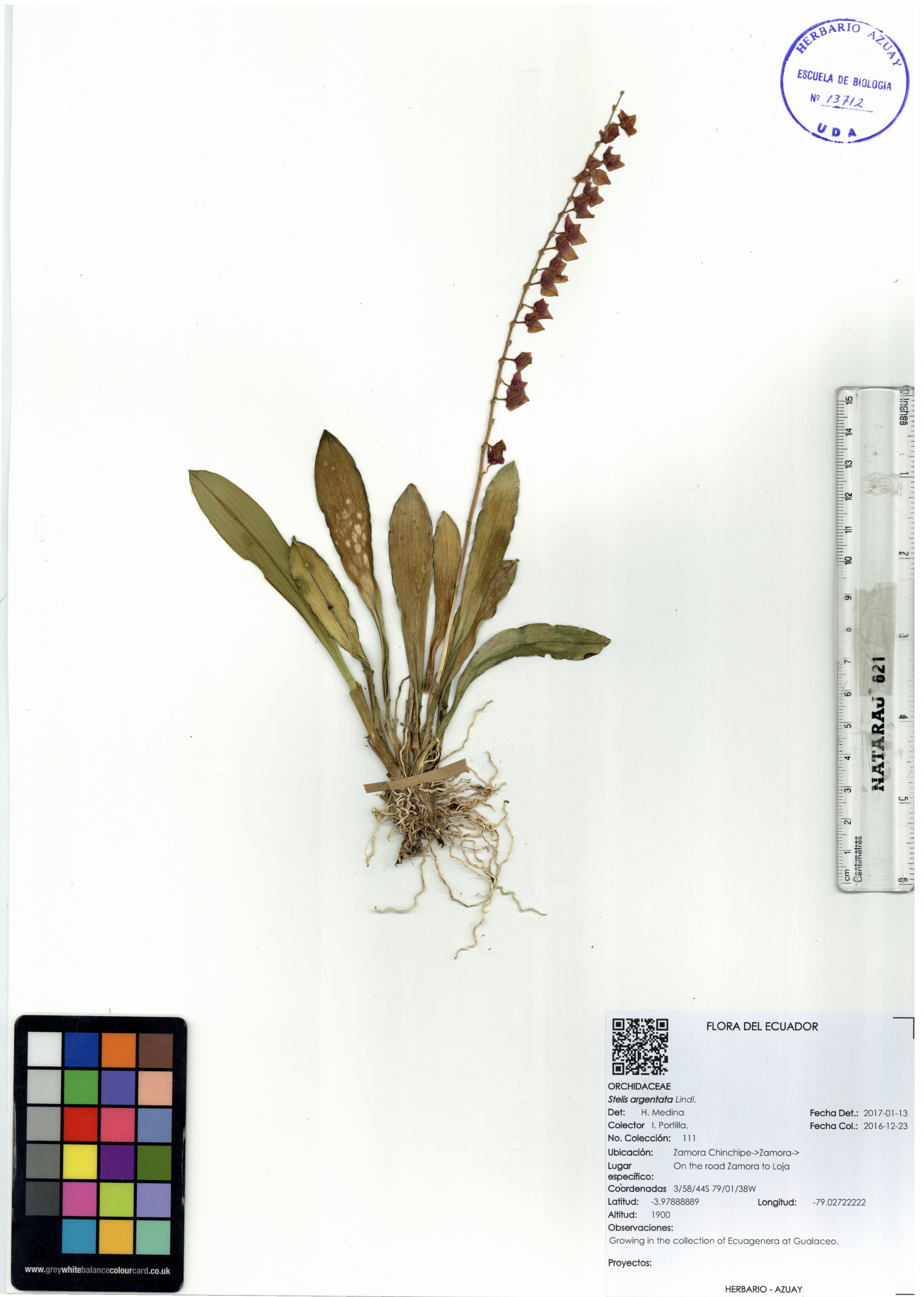 Stelis argentata Lindl.