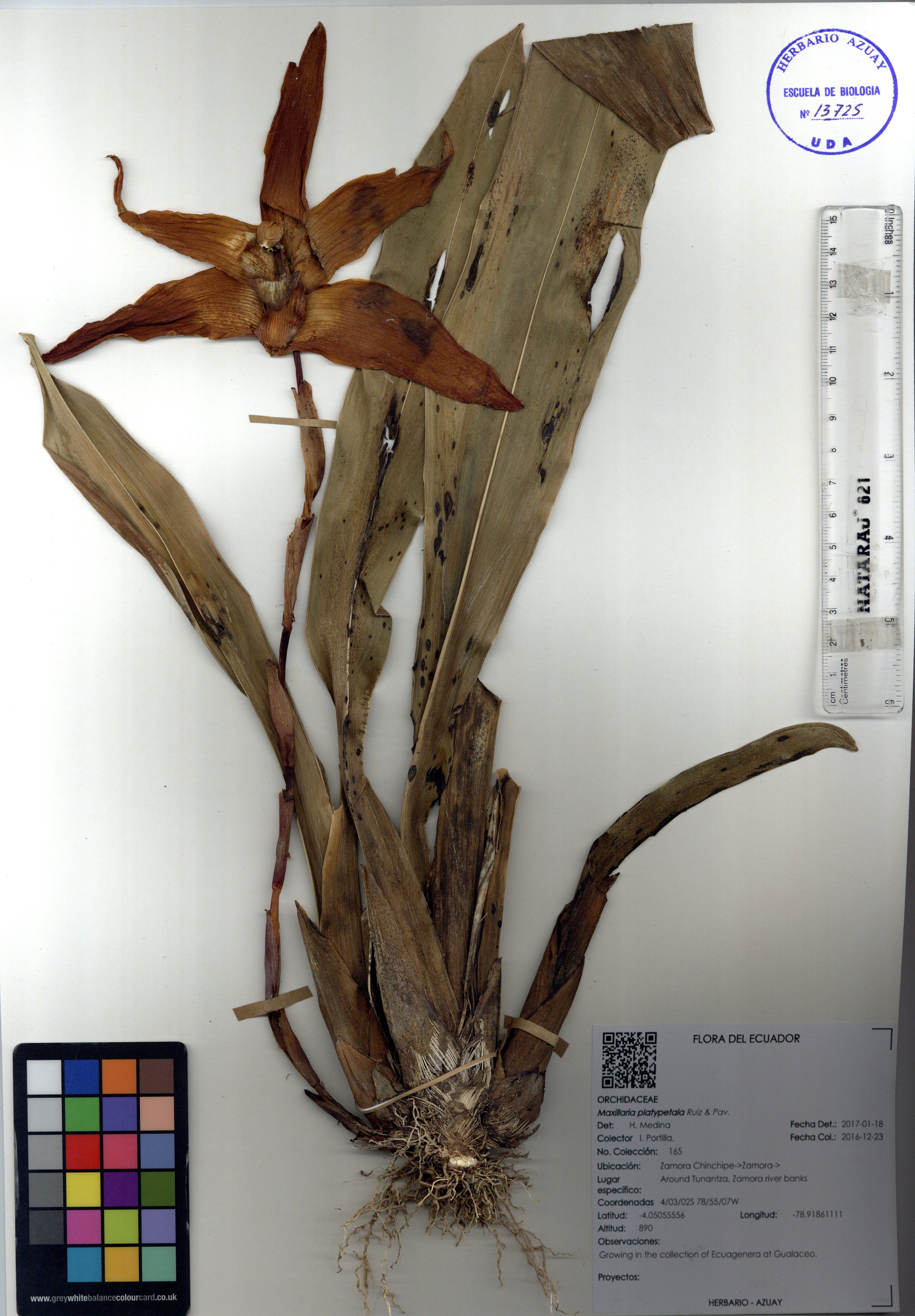 Maxillaria platypetala Ruiz & Pav.