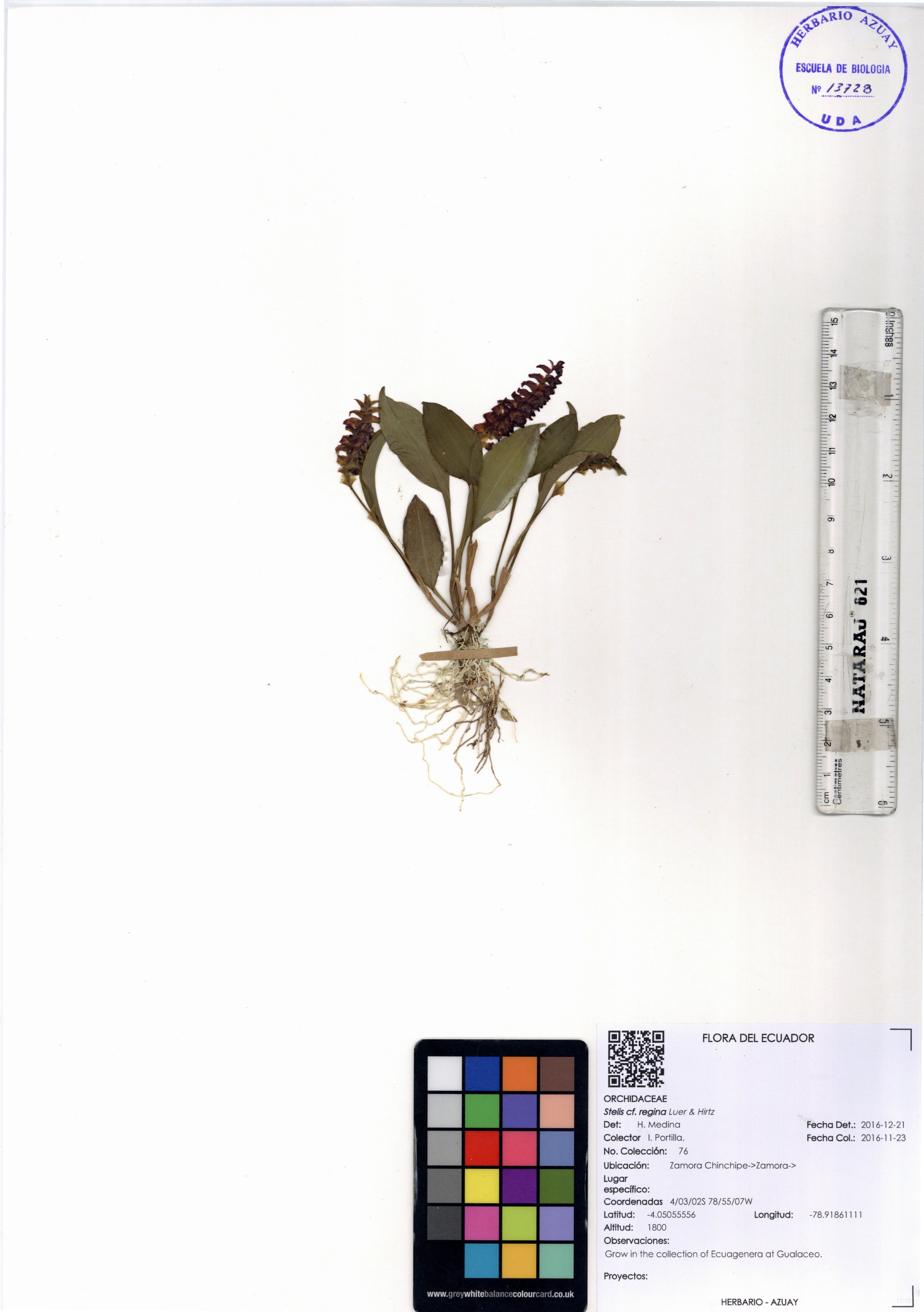 Stelis regina Luer & Hirtz