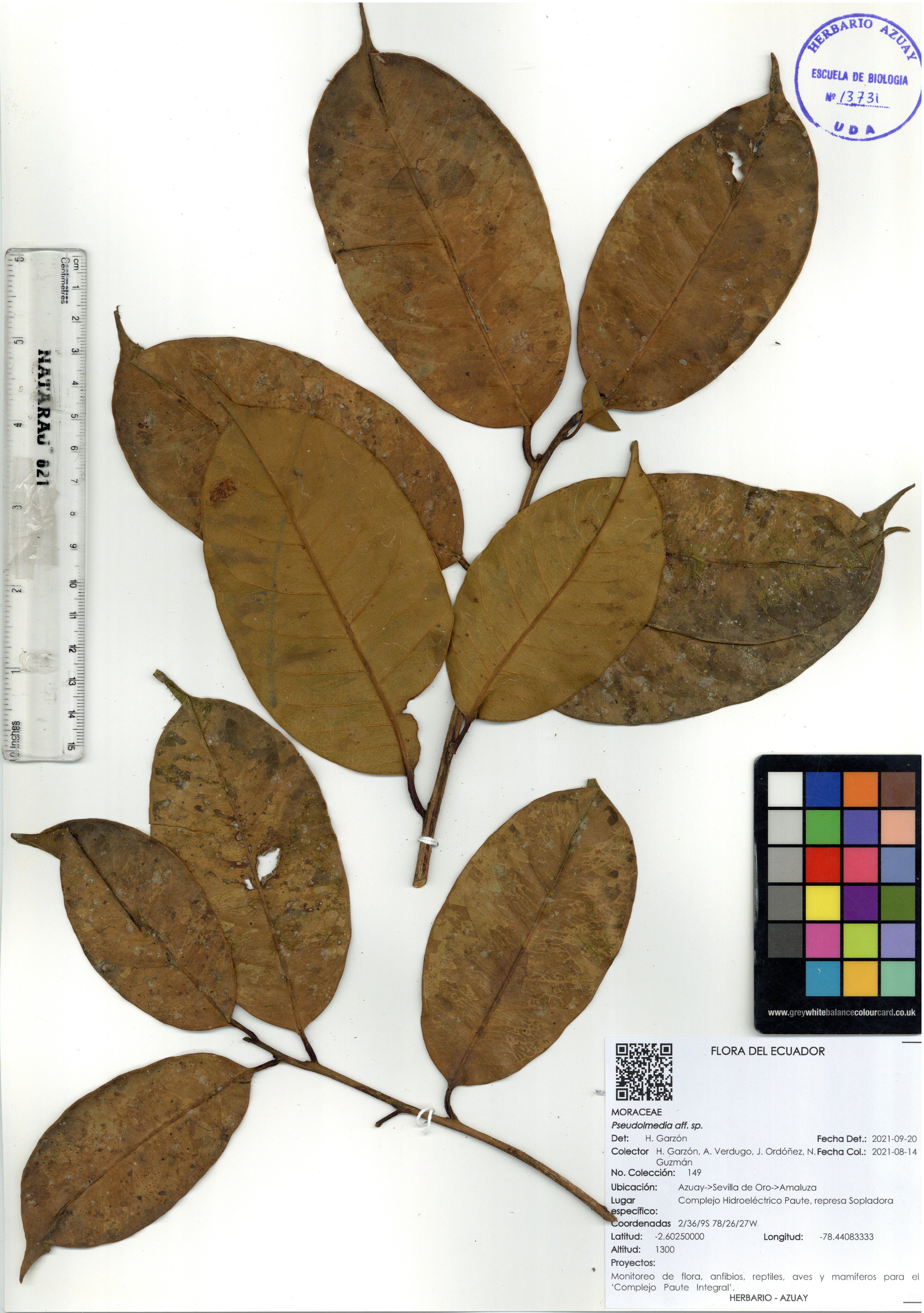 Pseudolmedia sp. SIN DETERMINAR