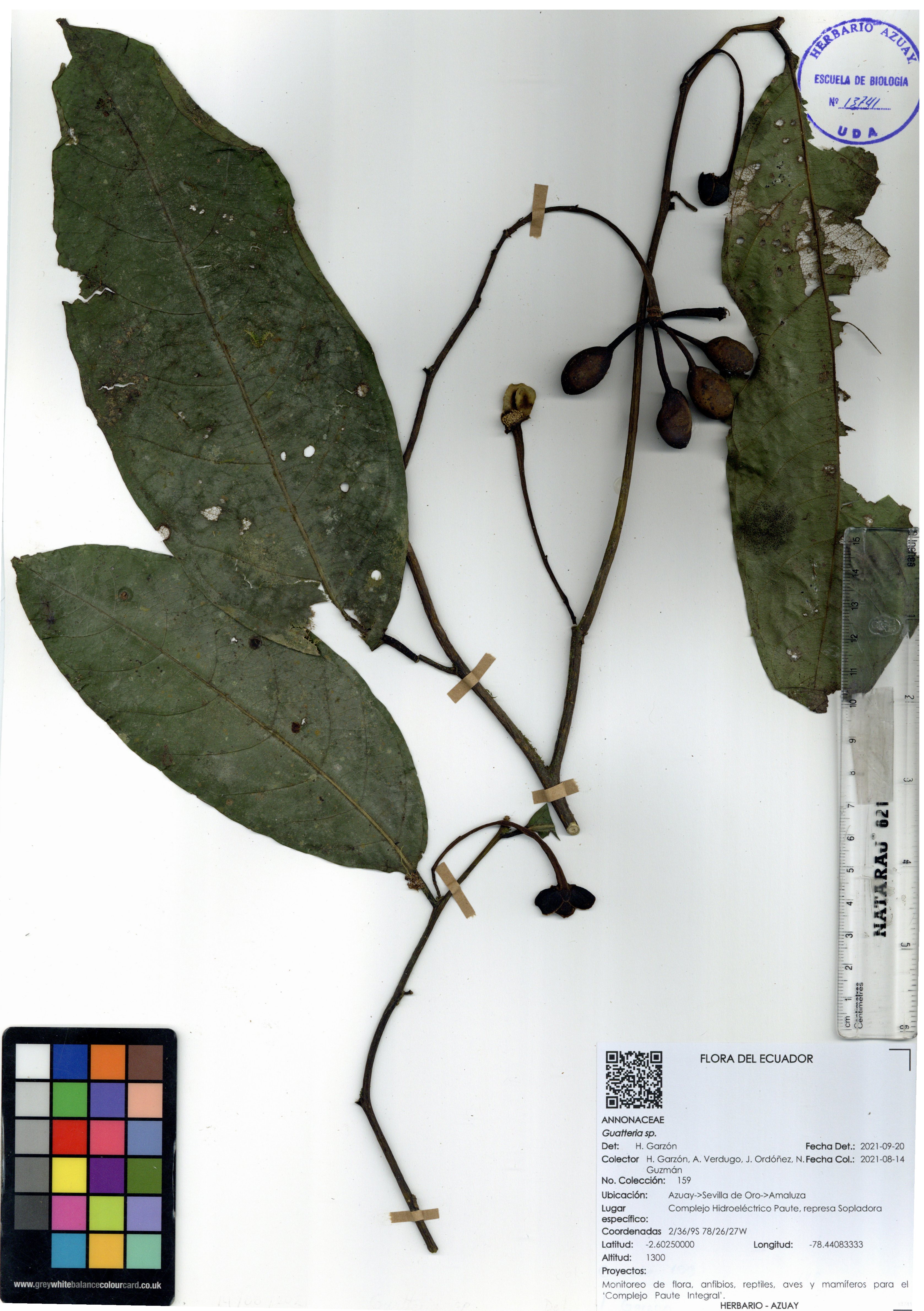 Guatteria sp. SIN DETERMINAR
