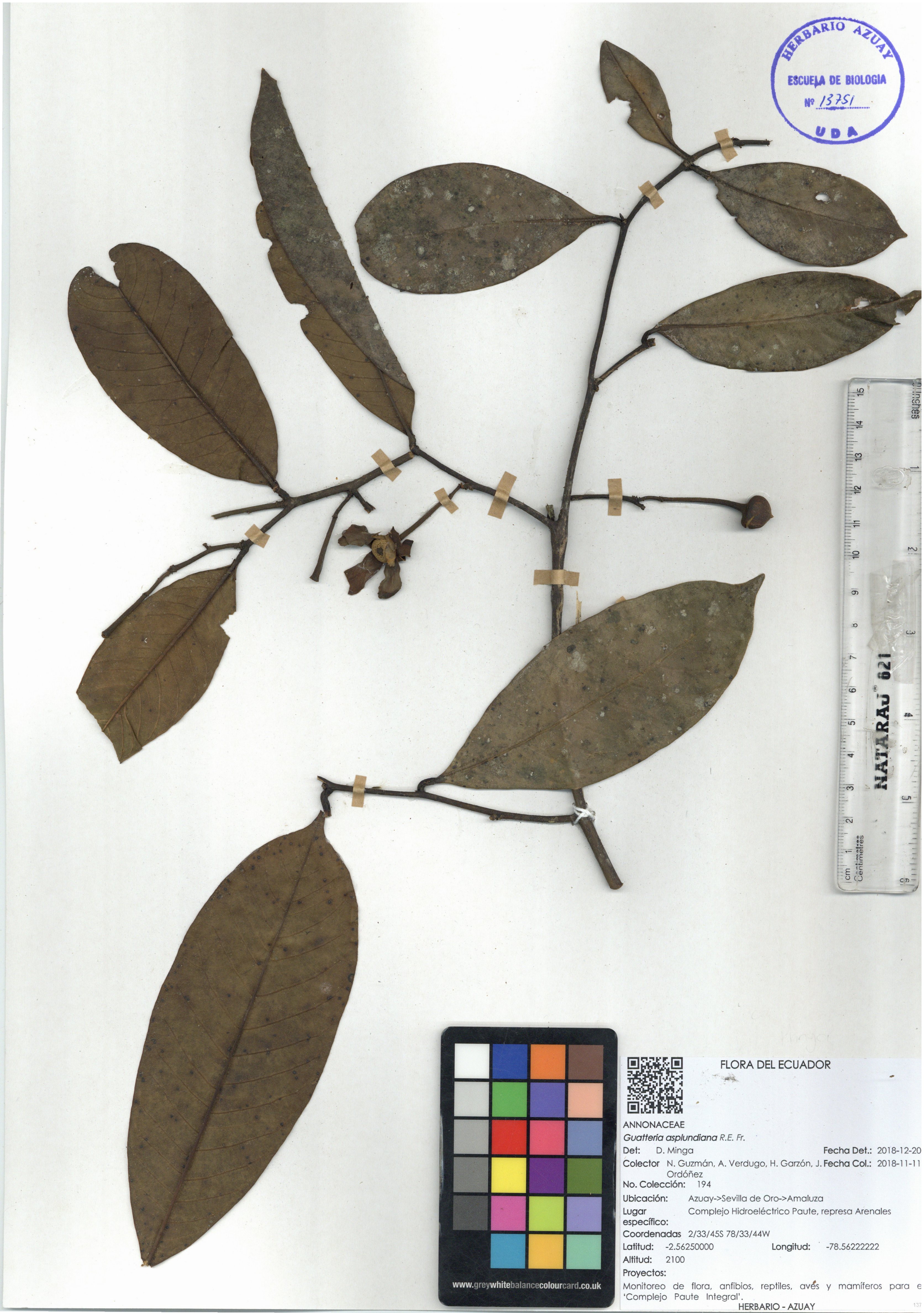 Guatteria asplundiana R.E. Fr.