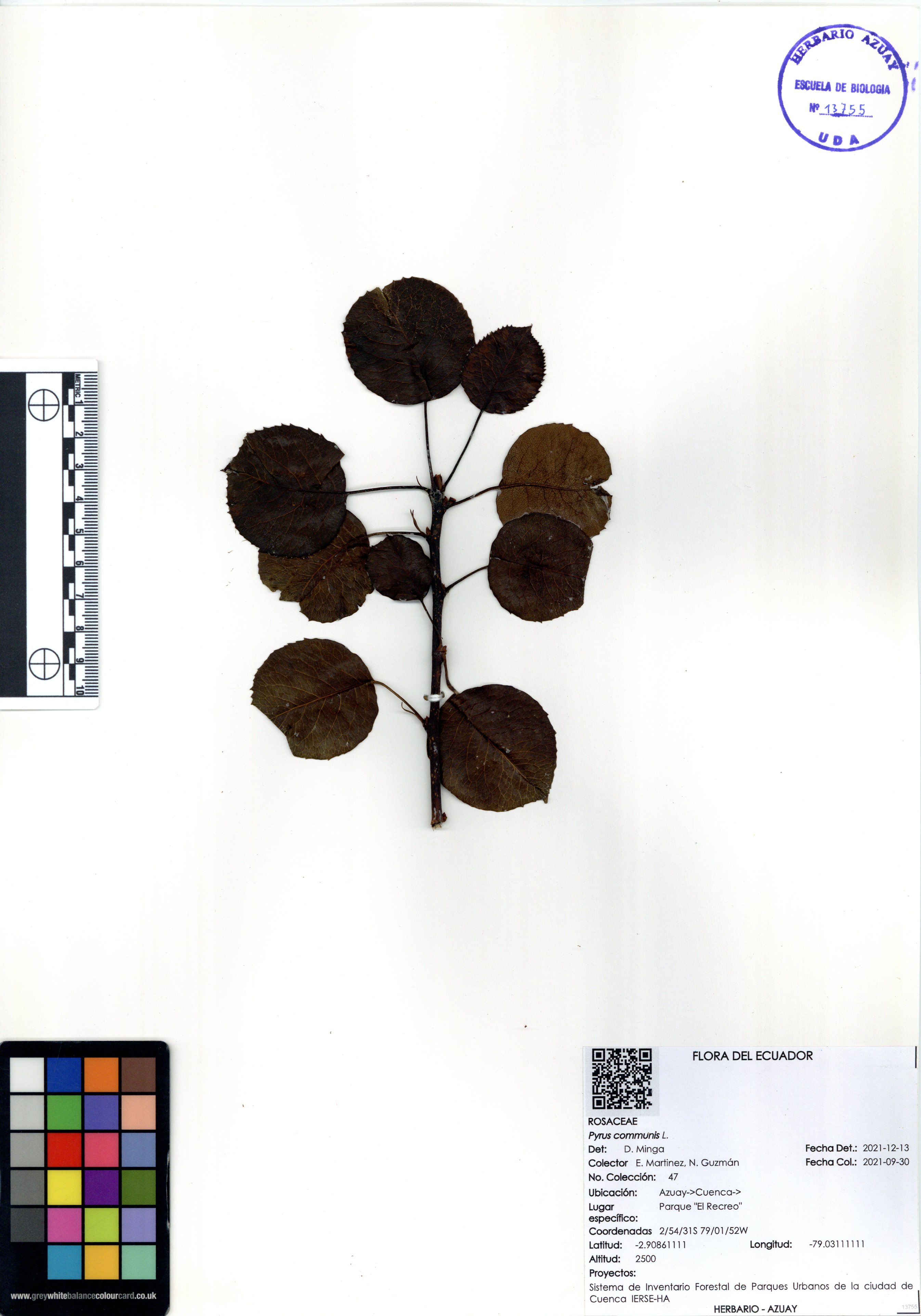Pyrus communis L.