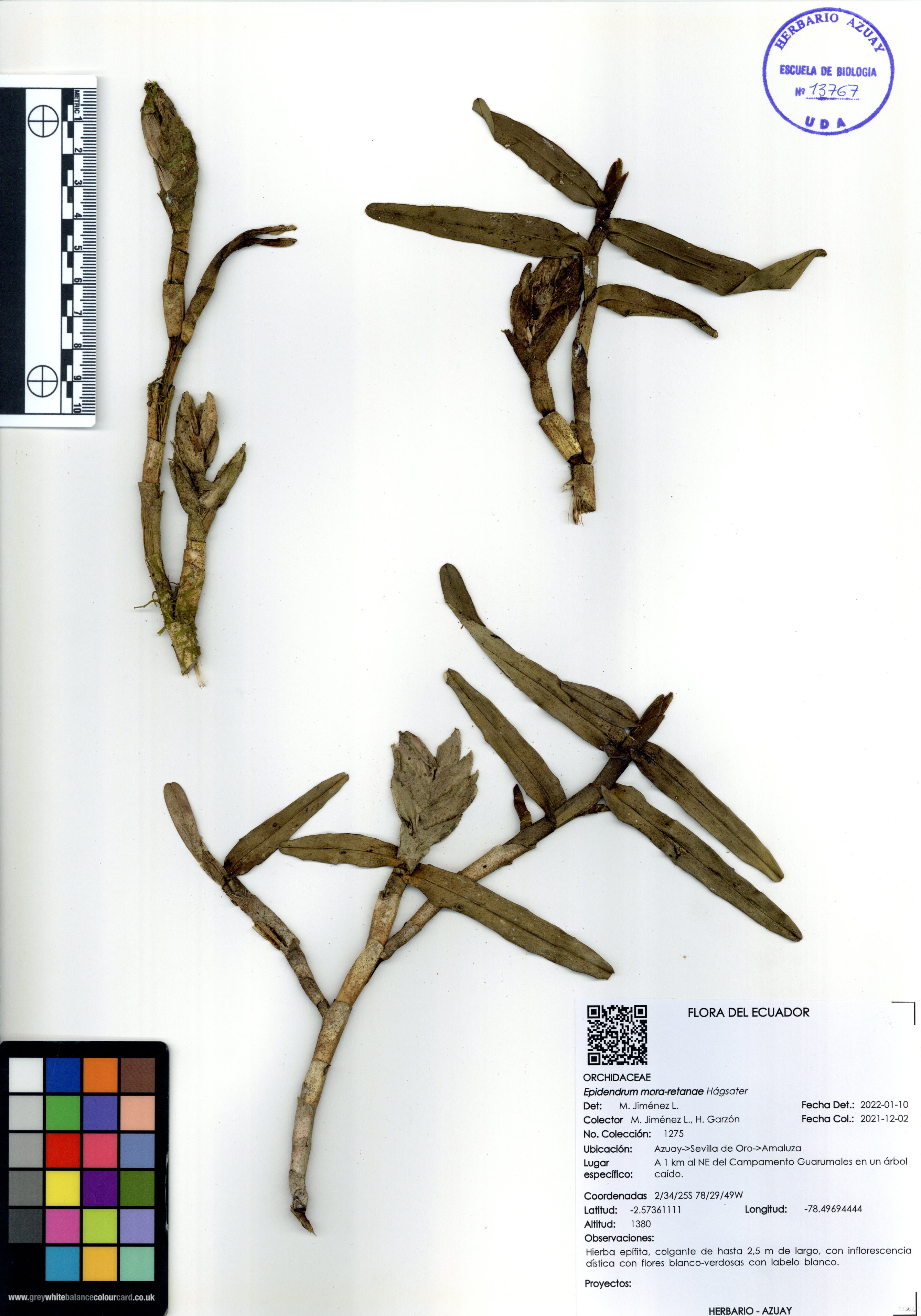 Epidendrum mora-retanae Hágsater 
