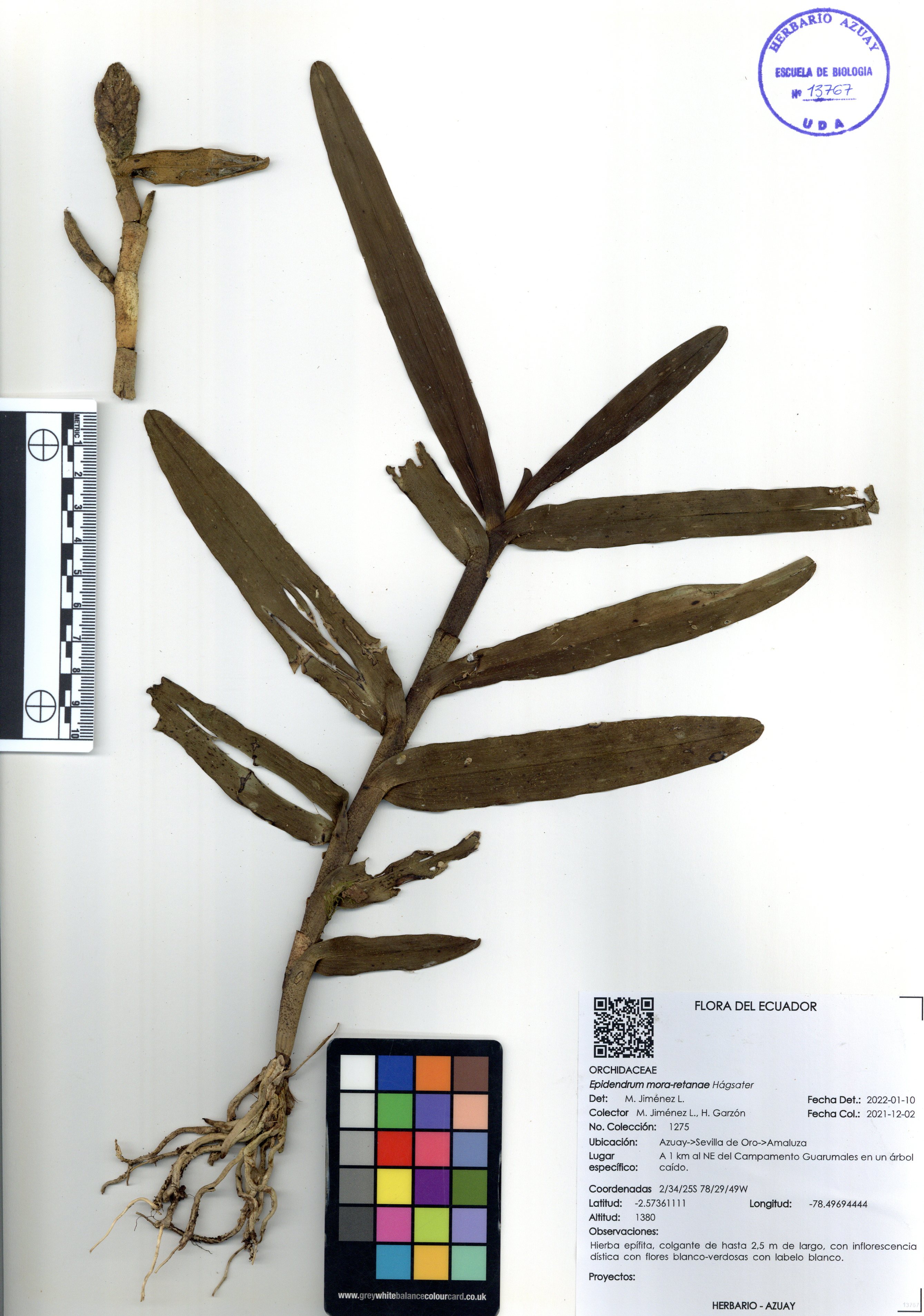 Epidendrum mora-retanae Hágsater 