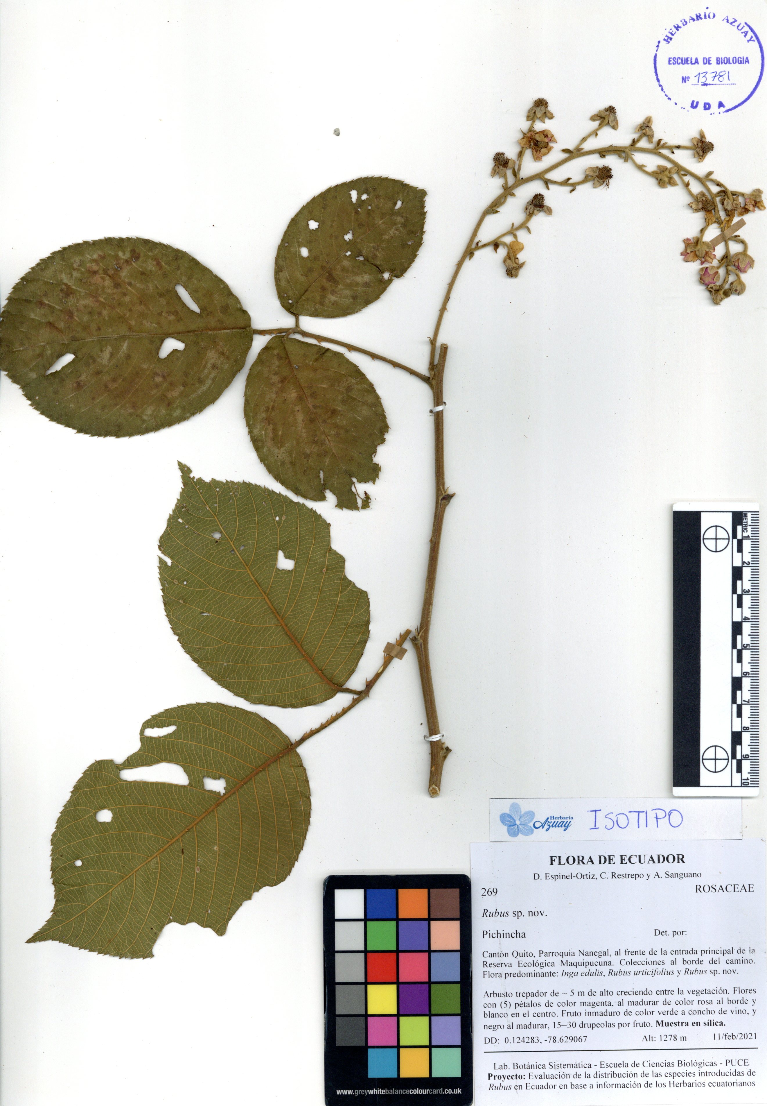 Rubus sp. nov. SIN DETERMINAR