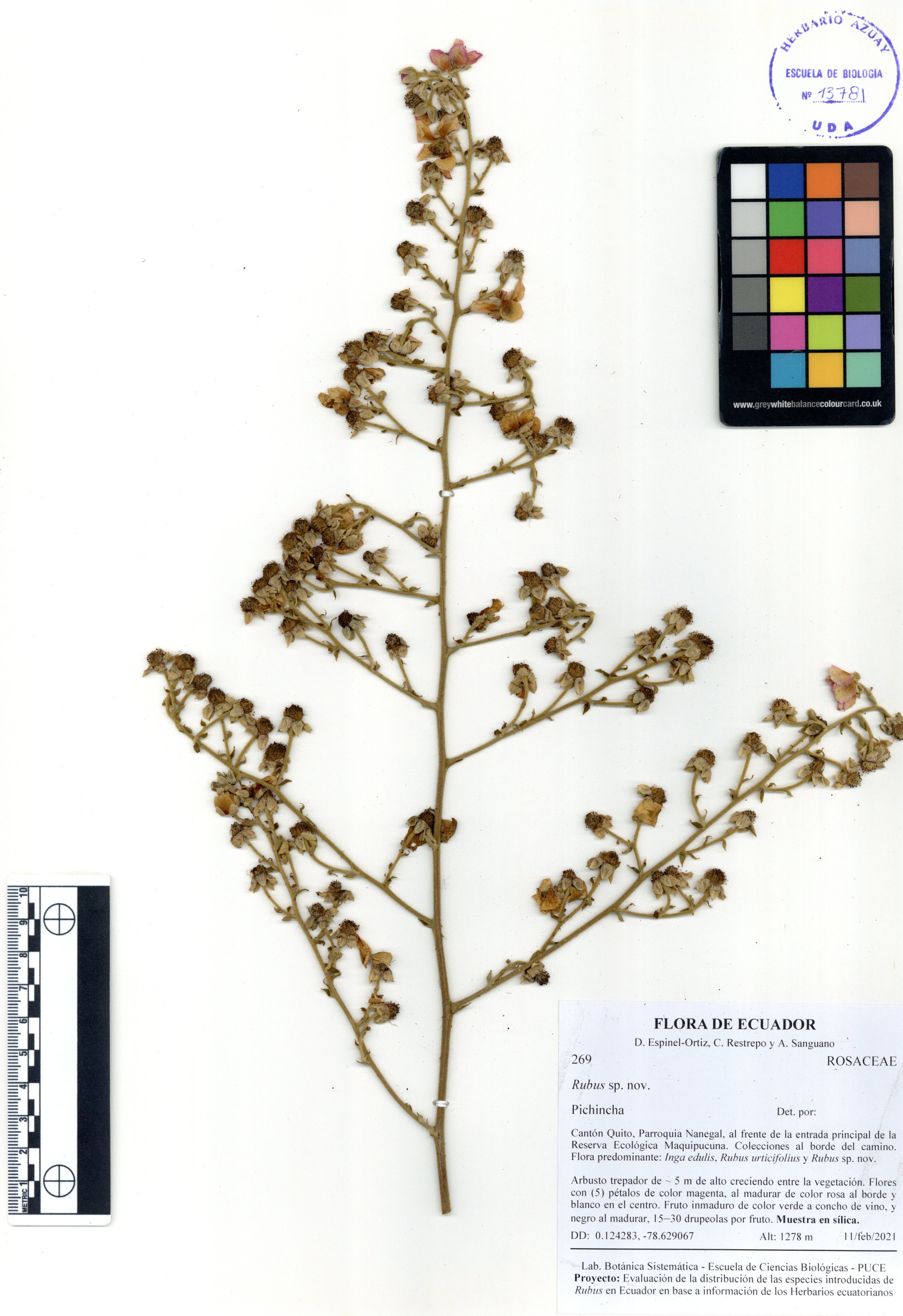 Rubus sp. nov. SIN DETERMINAR