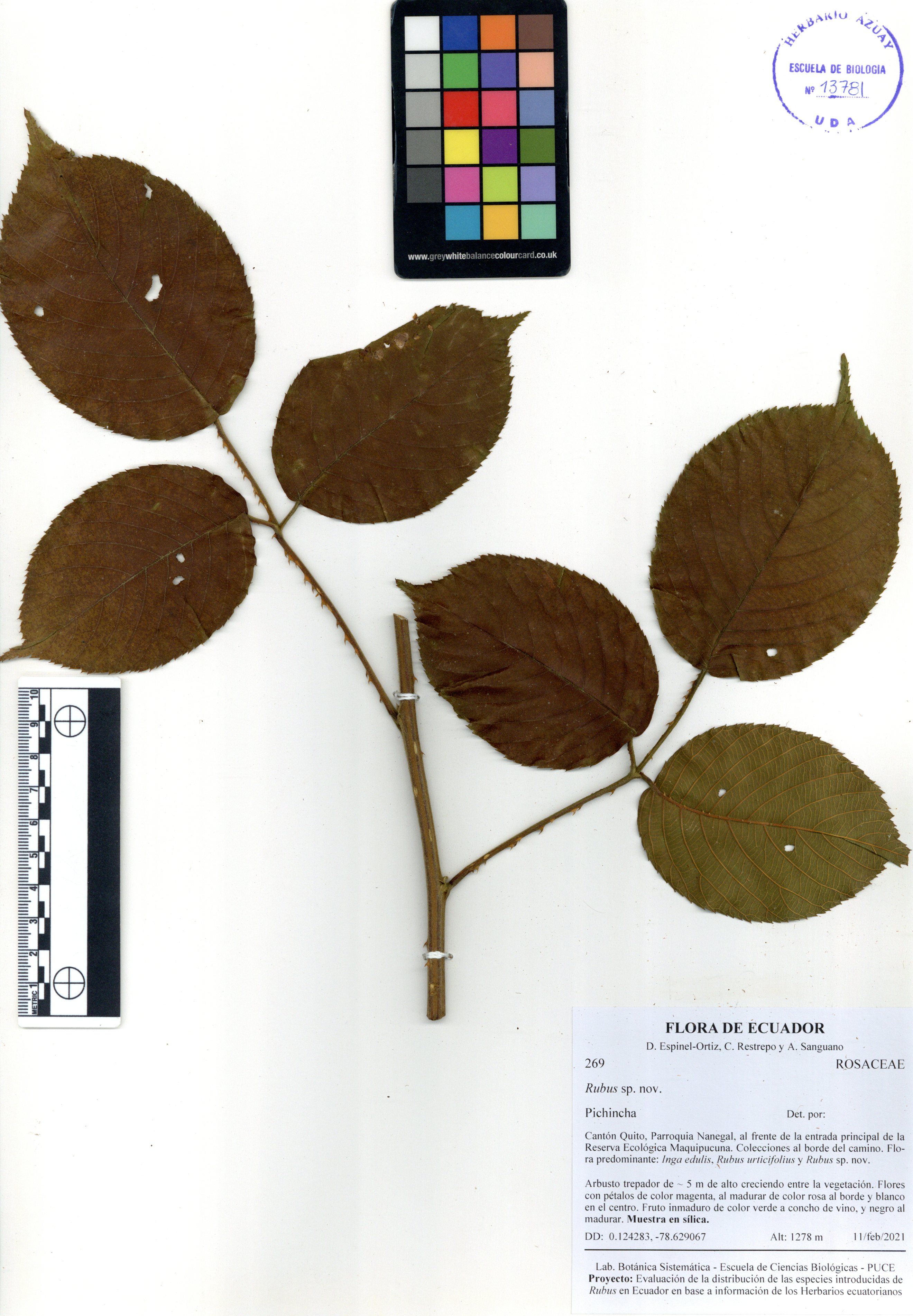 Rubus sp. nov. SIN DETERMINAR