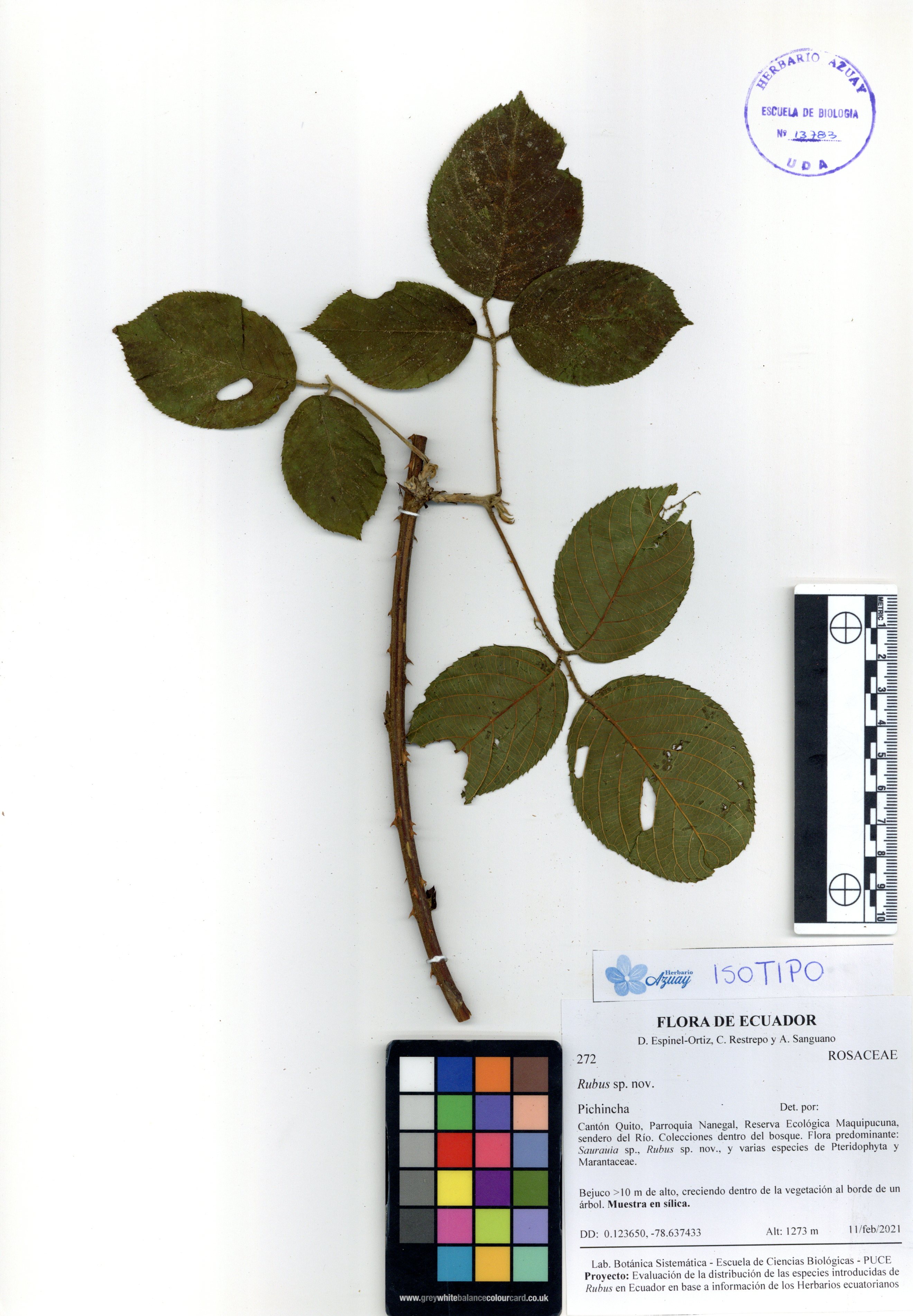 Rubus sp. nov. SIN DETERMINAR