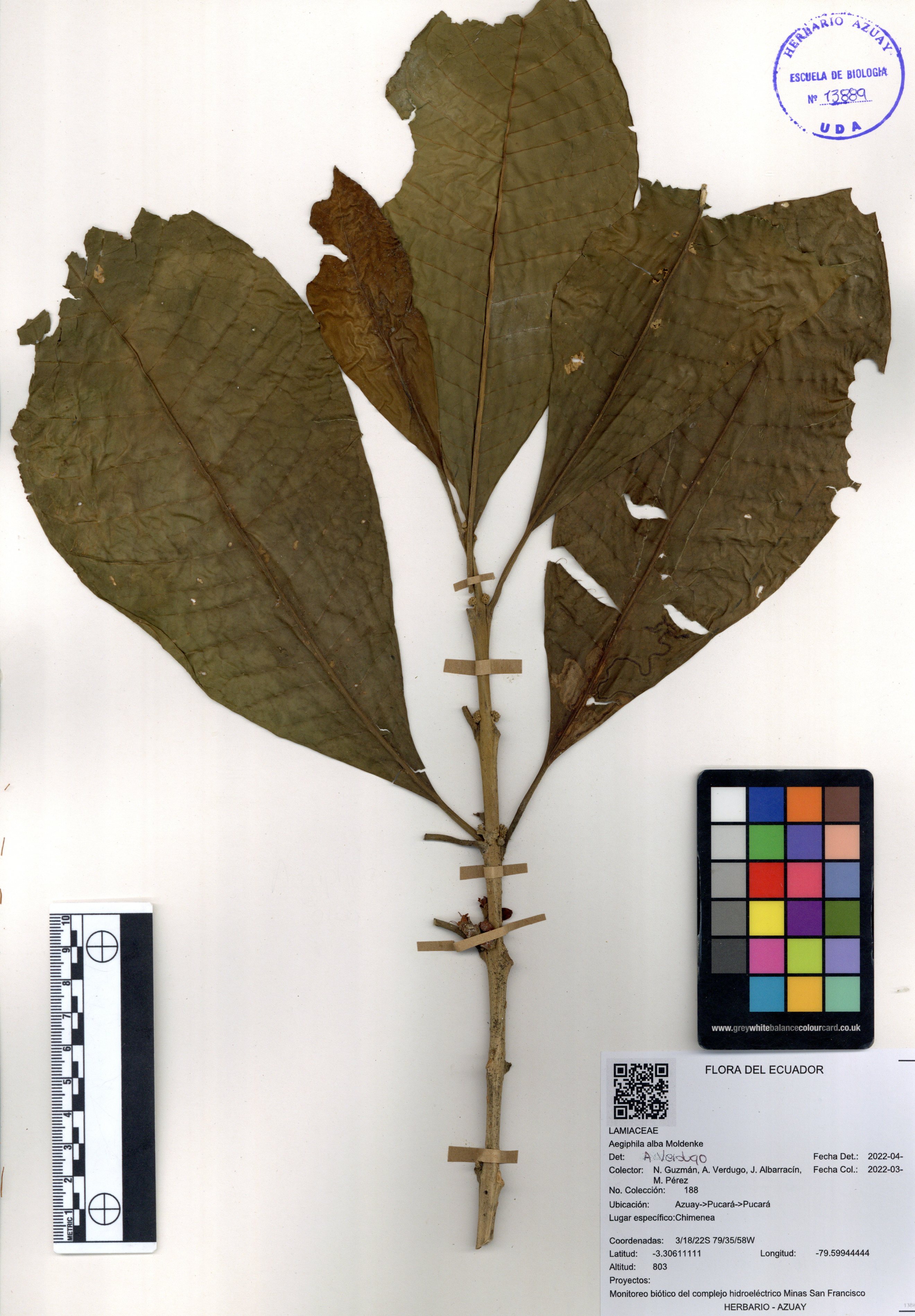 Aegiphila alba  Moldenke