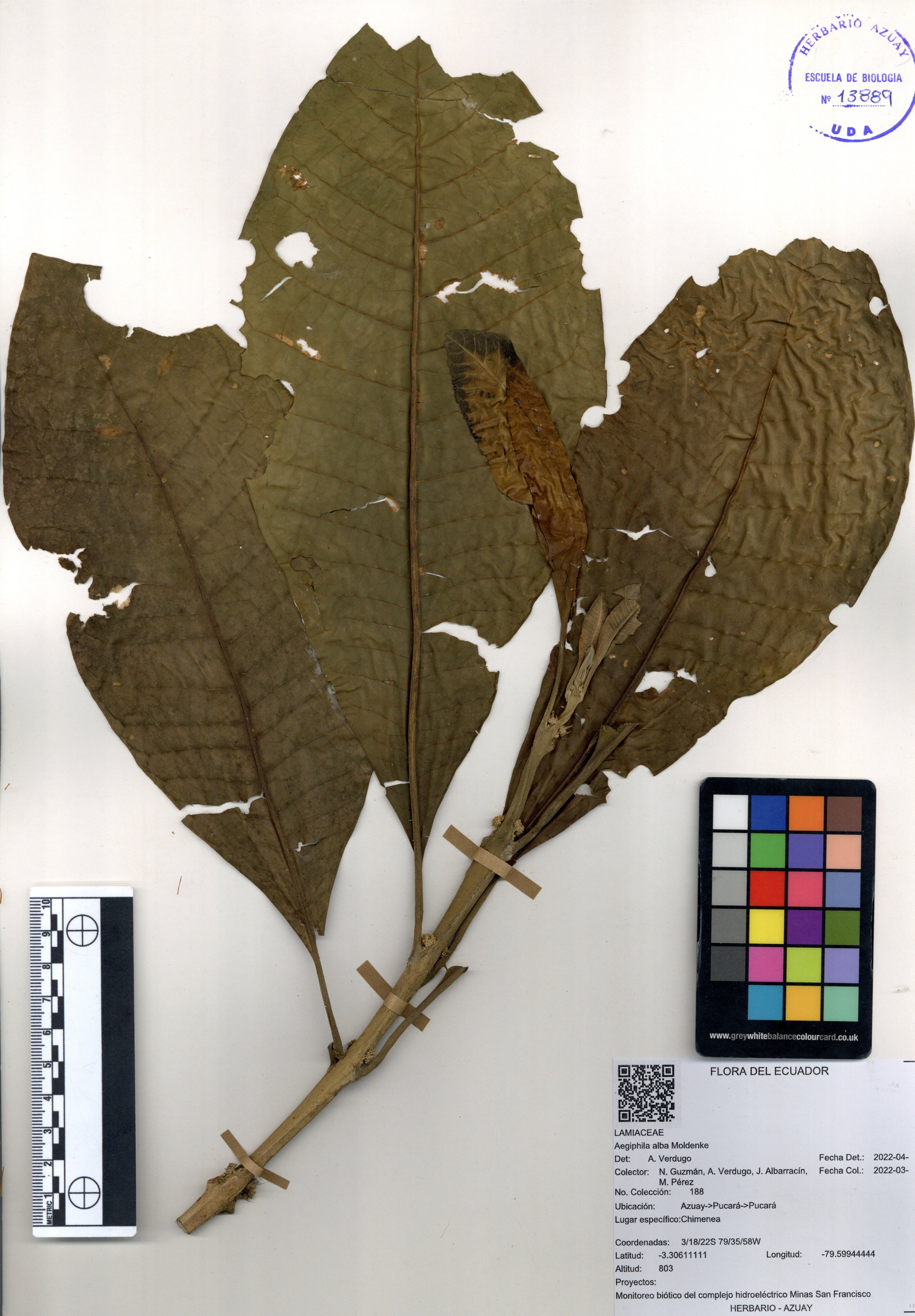 Aegiphila alba  Moldenke