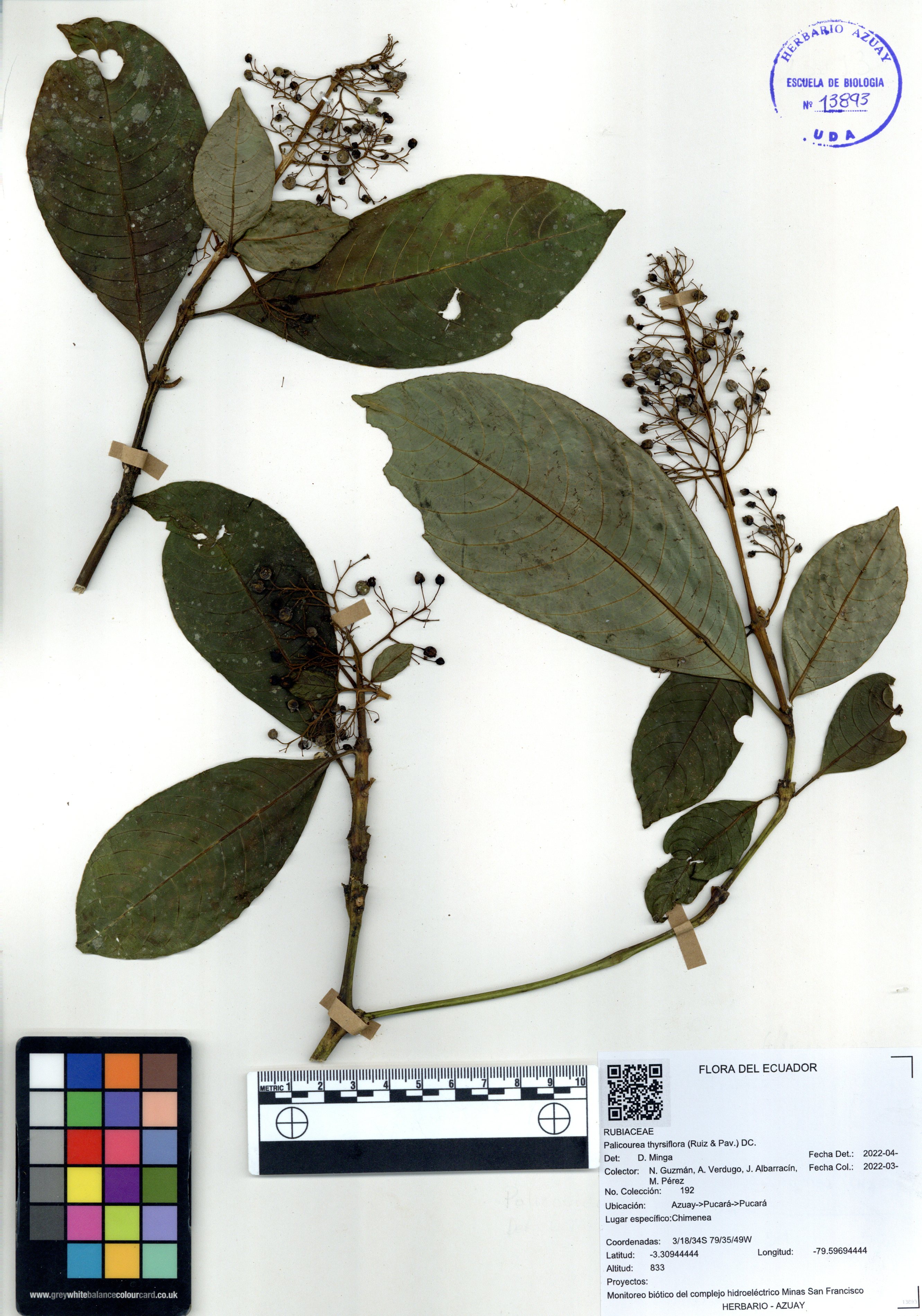 Palicourea thyrsiflora  (Ruiz & Pav.) DC.