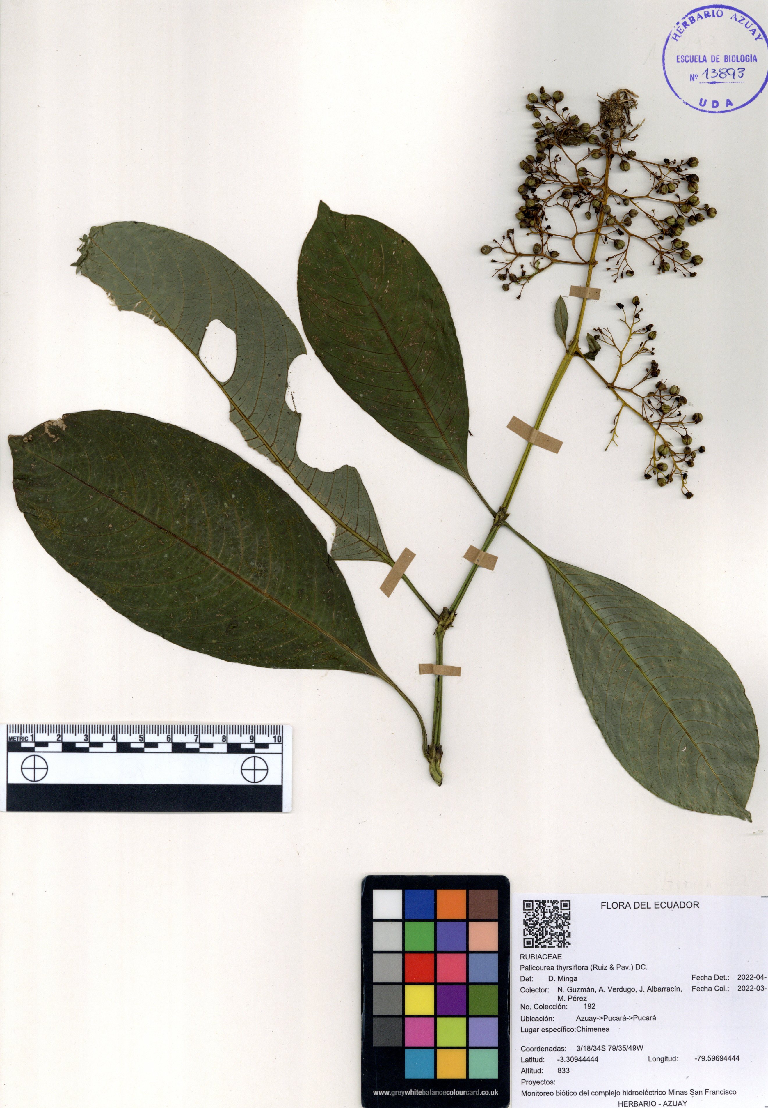 Palicourea thyrsiflora  (Ruiz & Pav.) DC.