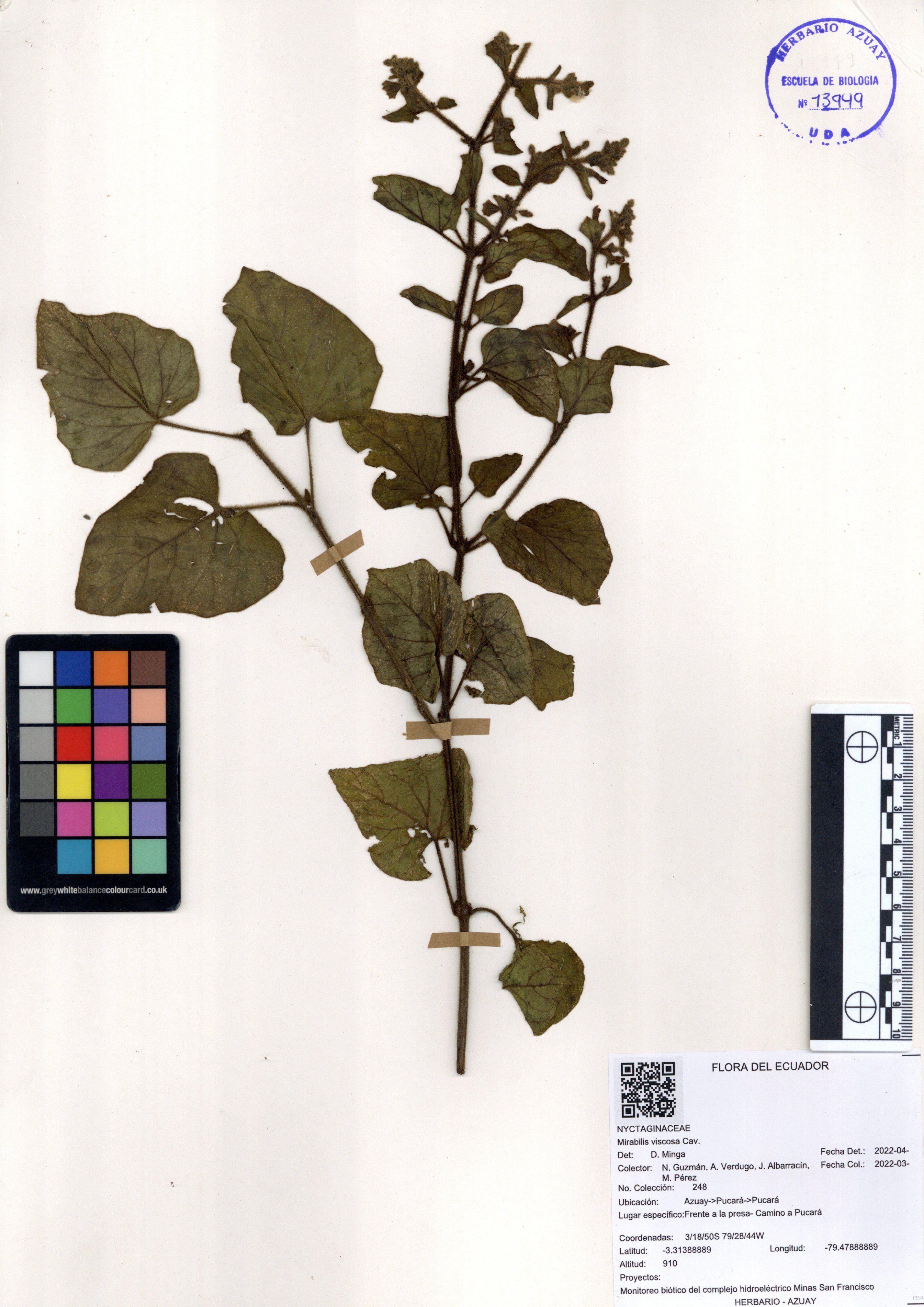 Mirabilis viscosa Cav.