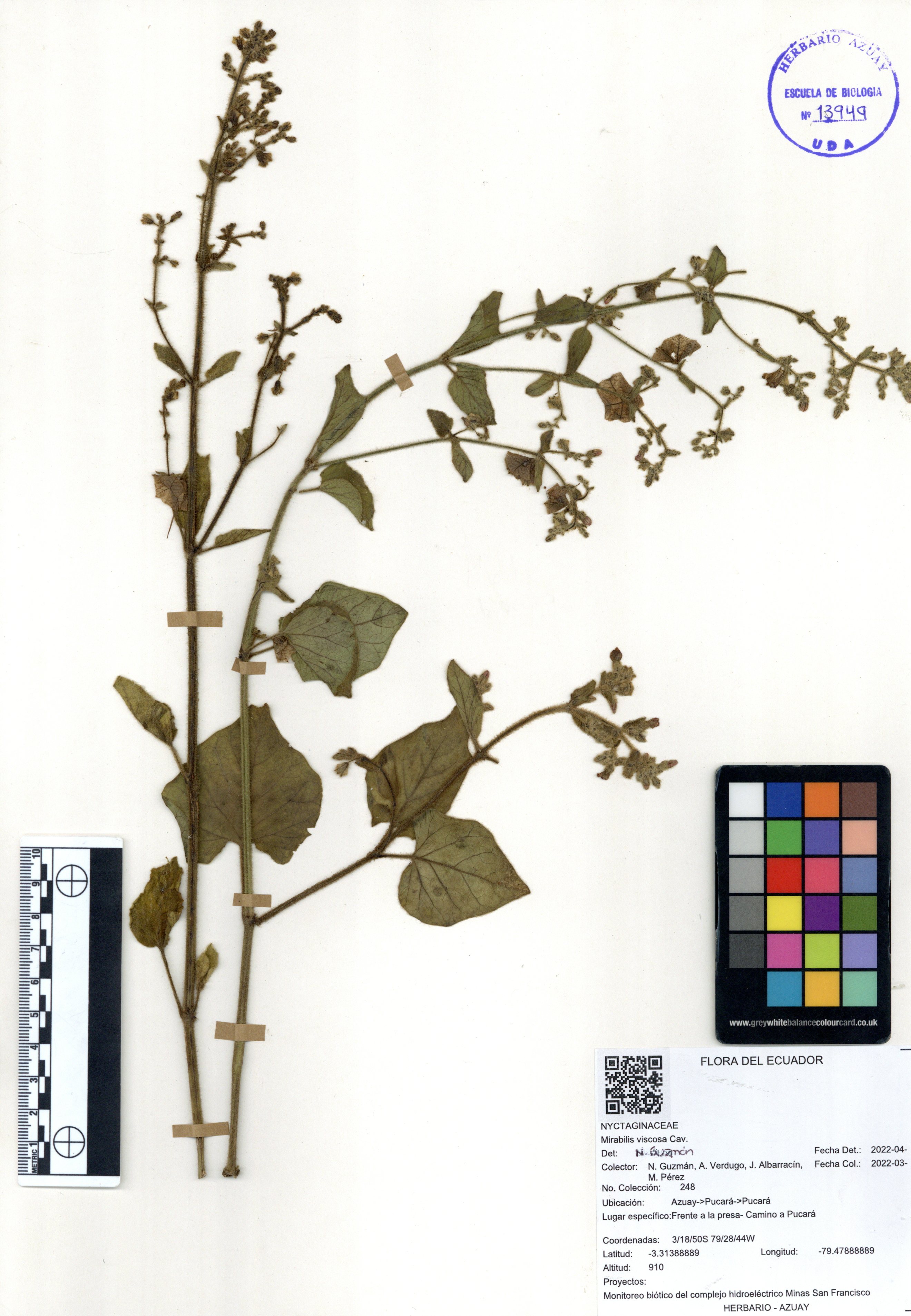 Mirabilis viscosa Cav.