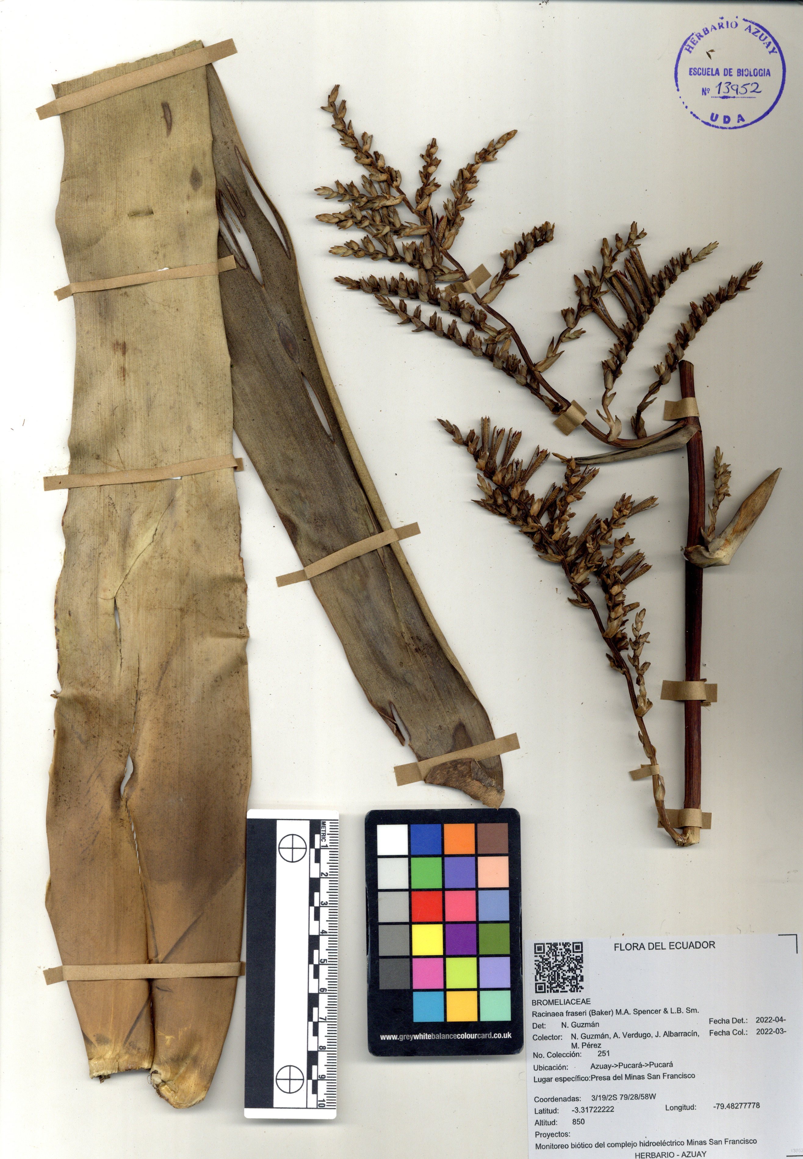 Racinaea fraseri (Baker) M.A. Spencer & L.B. Sm.