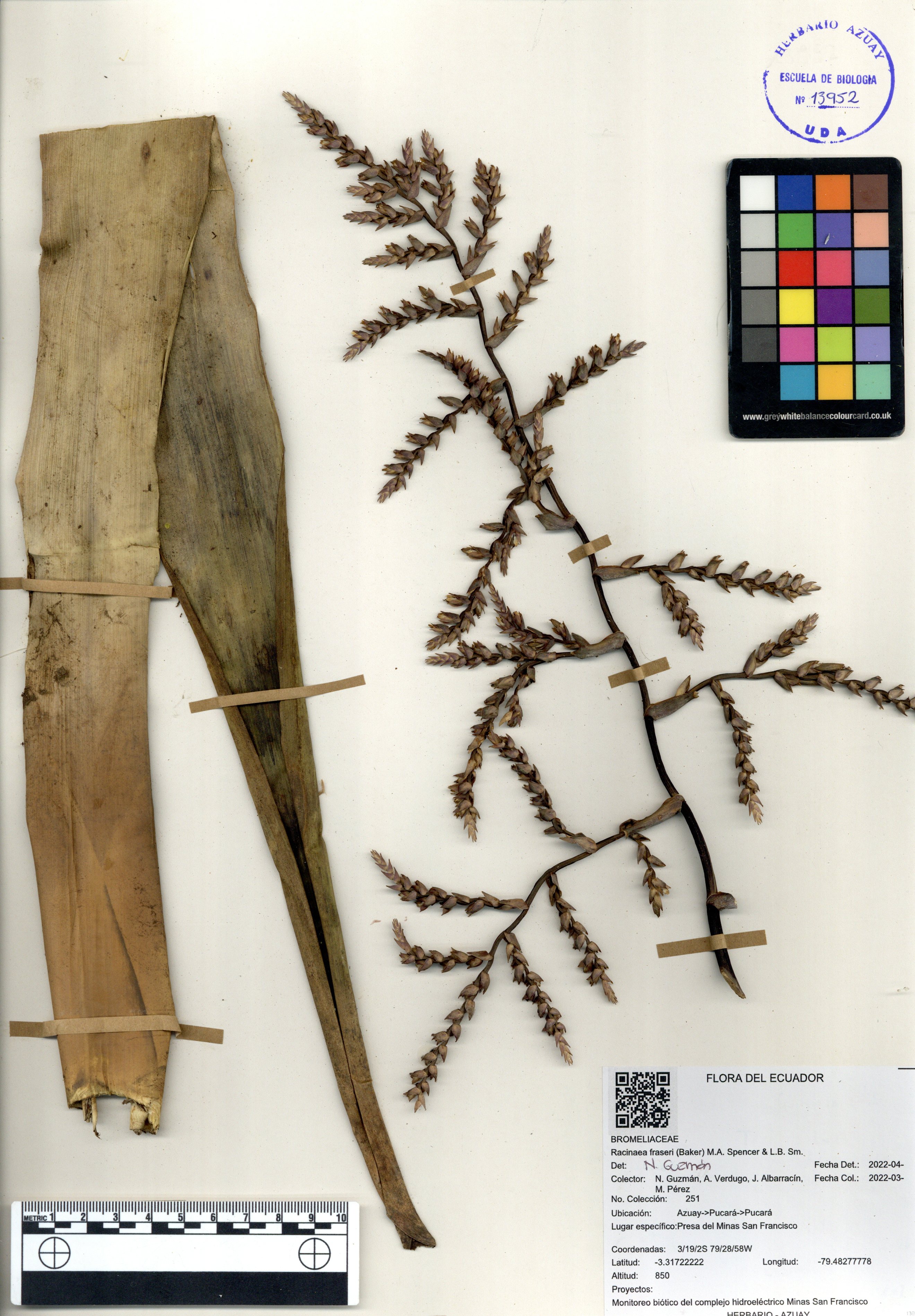 Racinaea fraseri (Baker) M.A. Spencer & L.B. Sm.