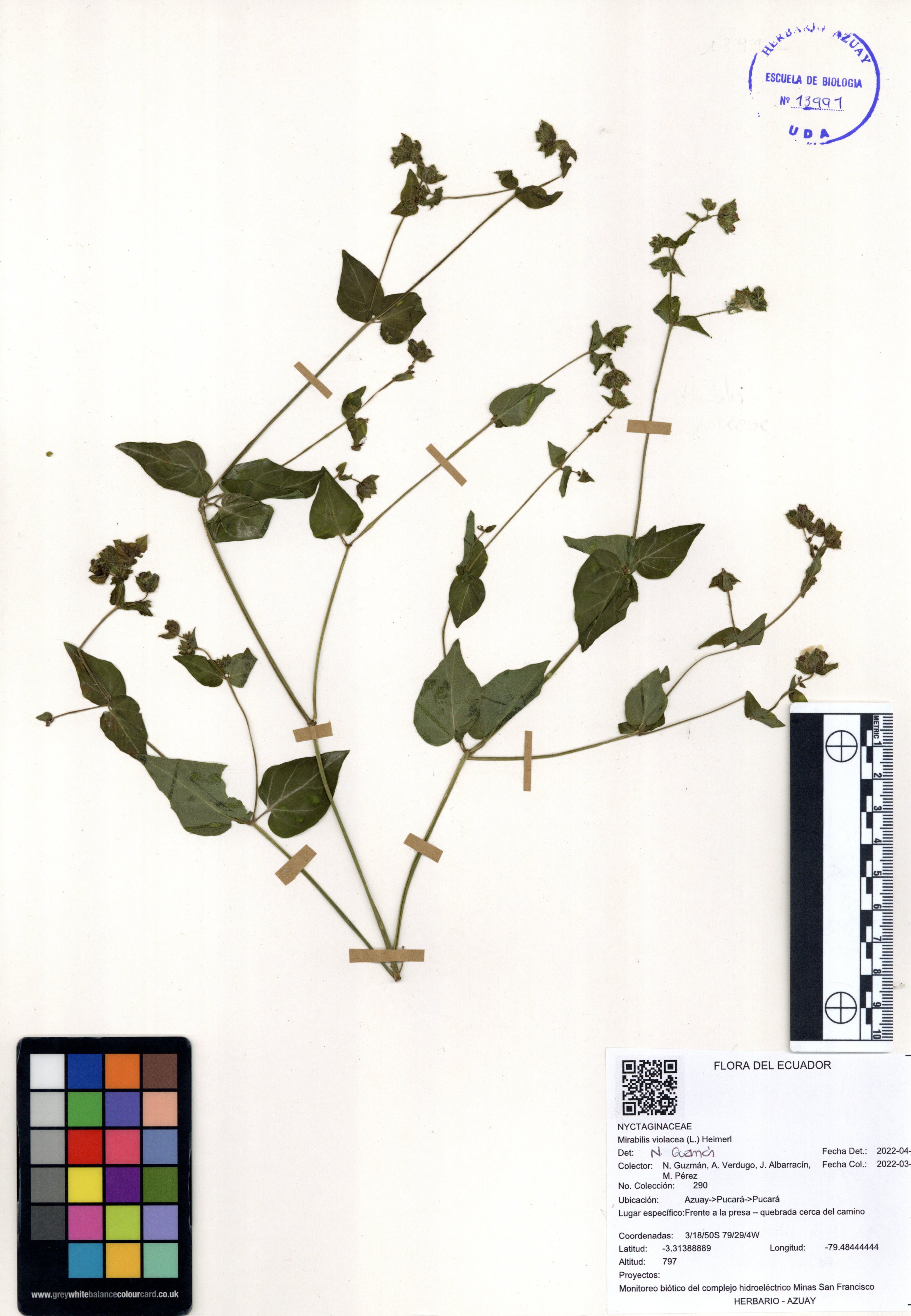 Mirabilis violacea  (L.) Heimerl