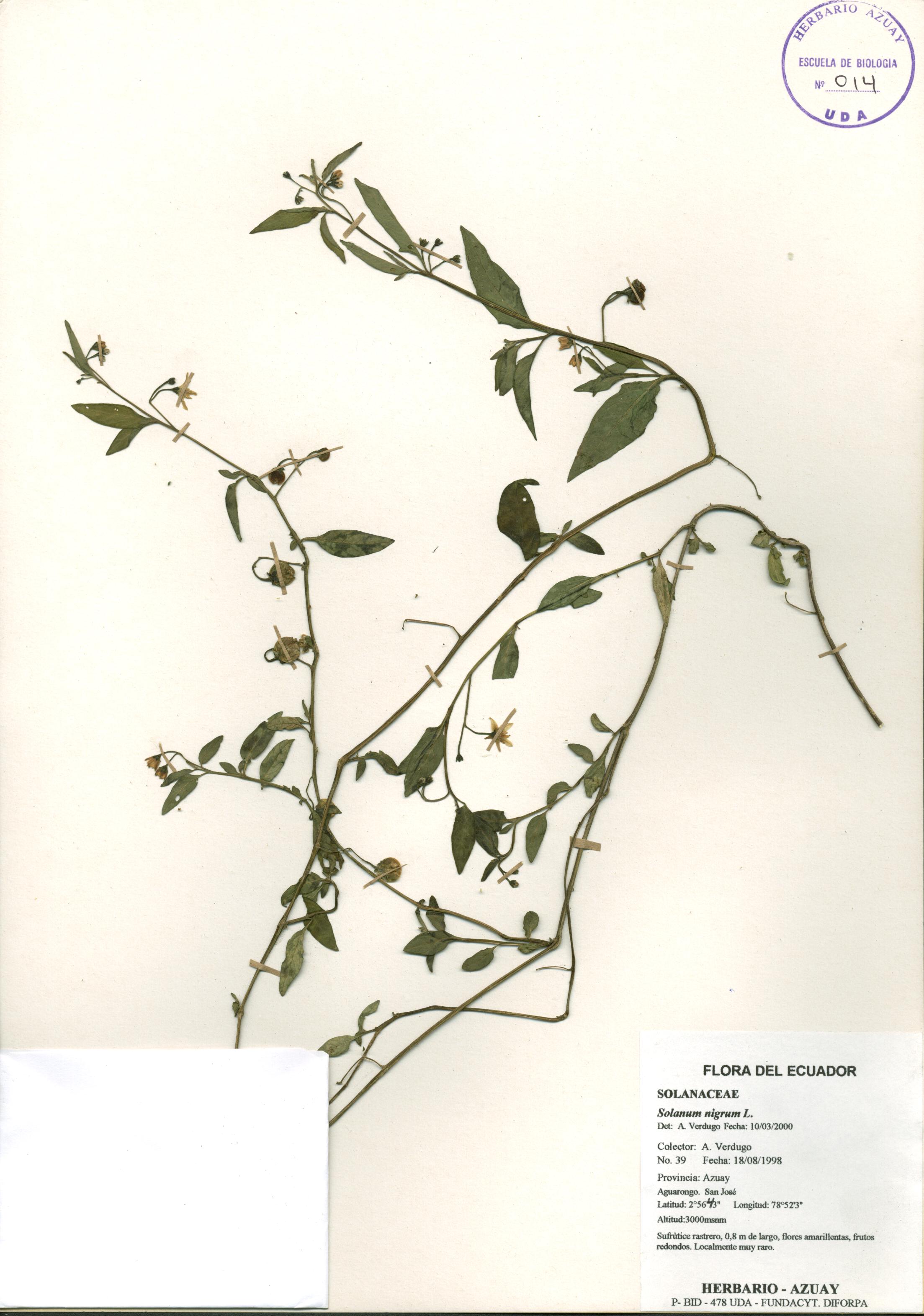 Solanum nigrum L.