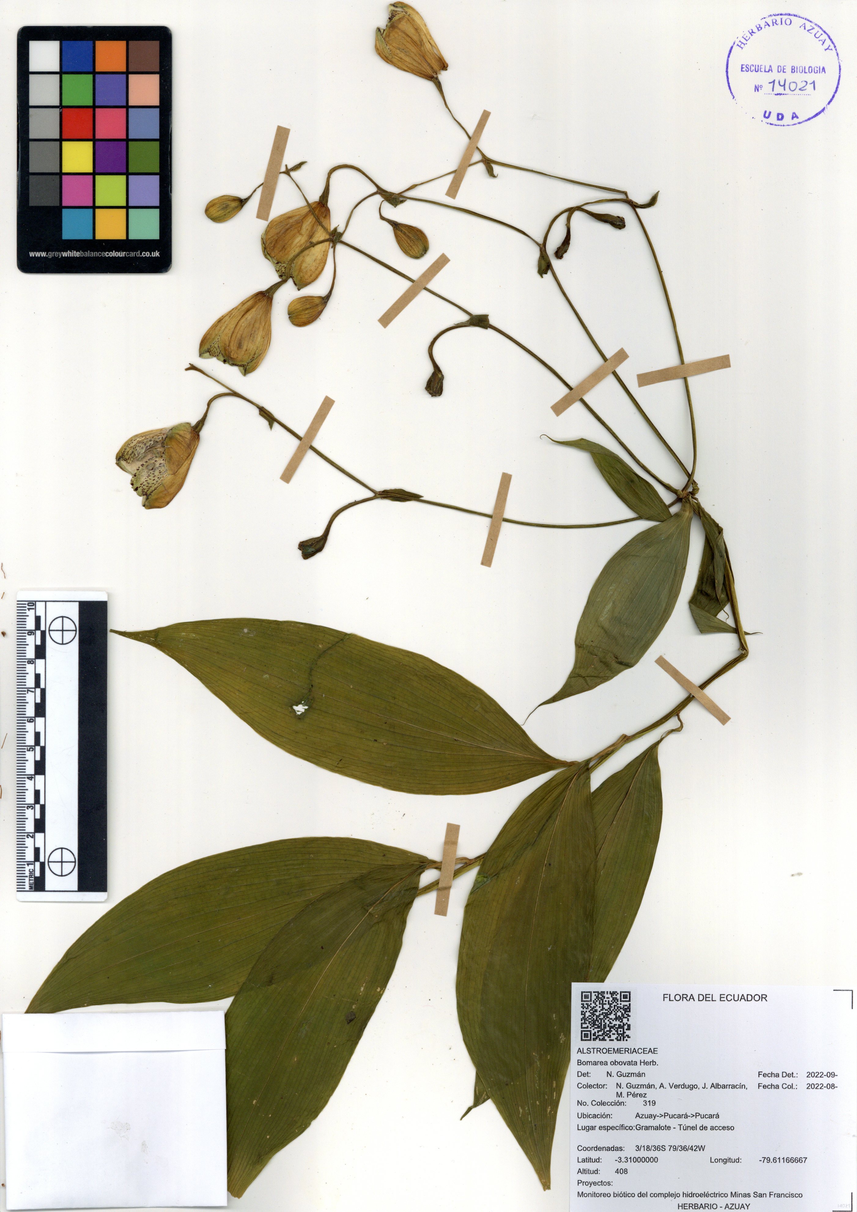 Bomarea obovata Herb.