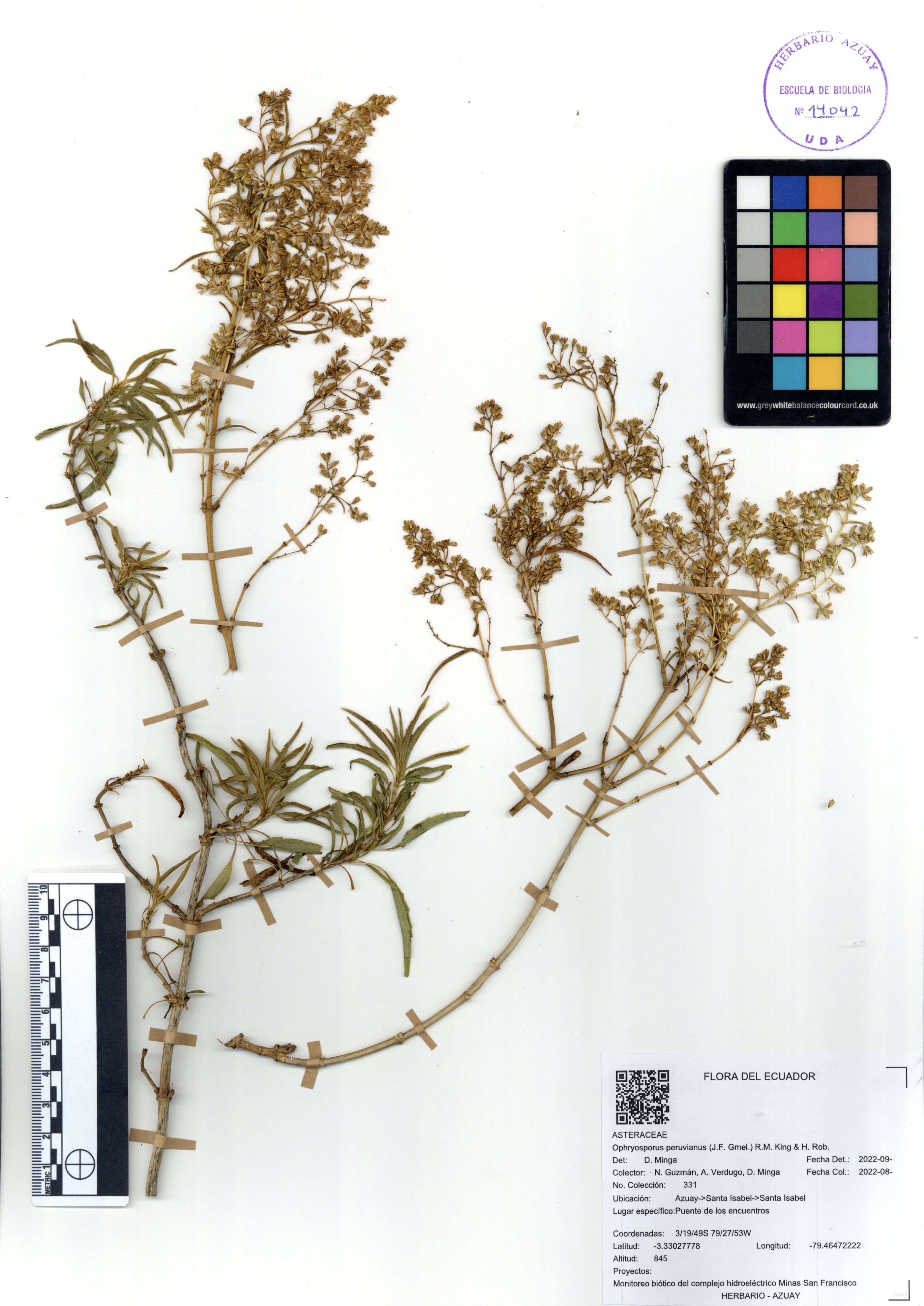 Ophryosporus peruvianus (J.F. Gmel.) R.M. King & H. Rob.