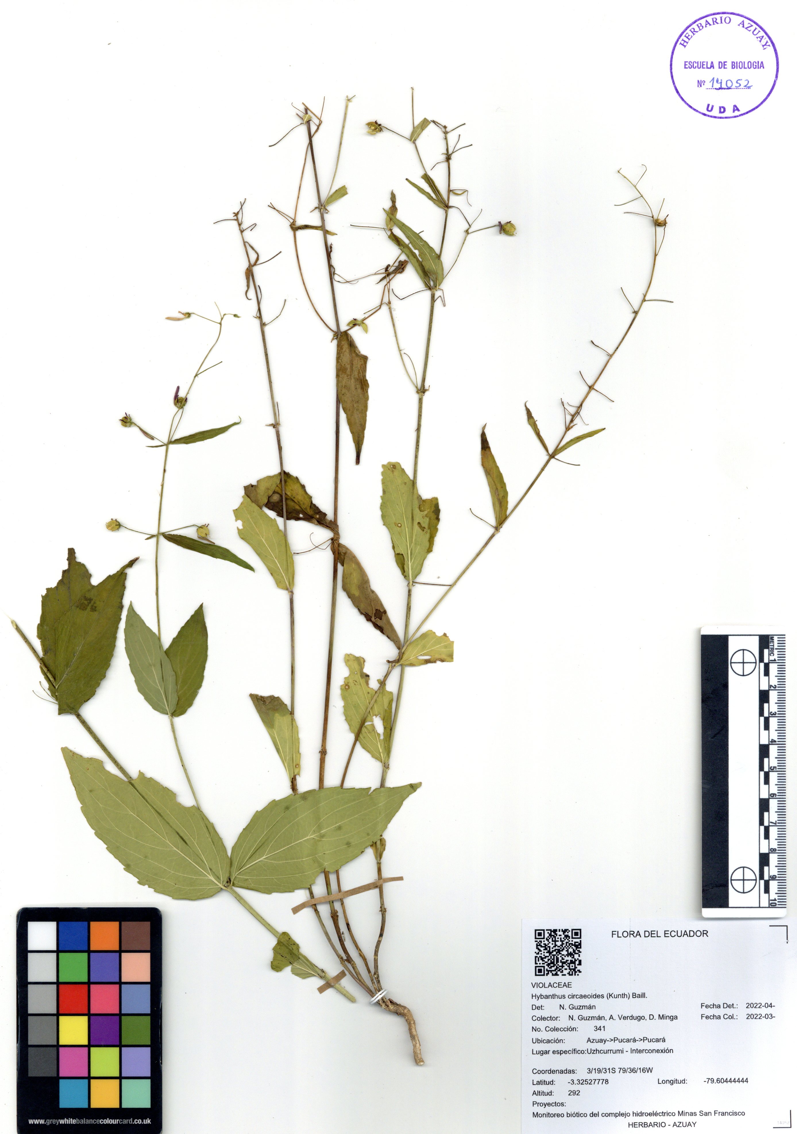 Hybanthus circaeoides (Kunth) Baill.