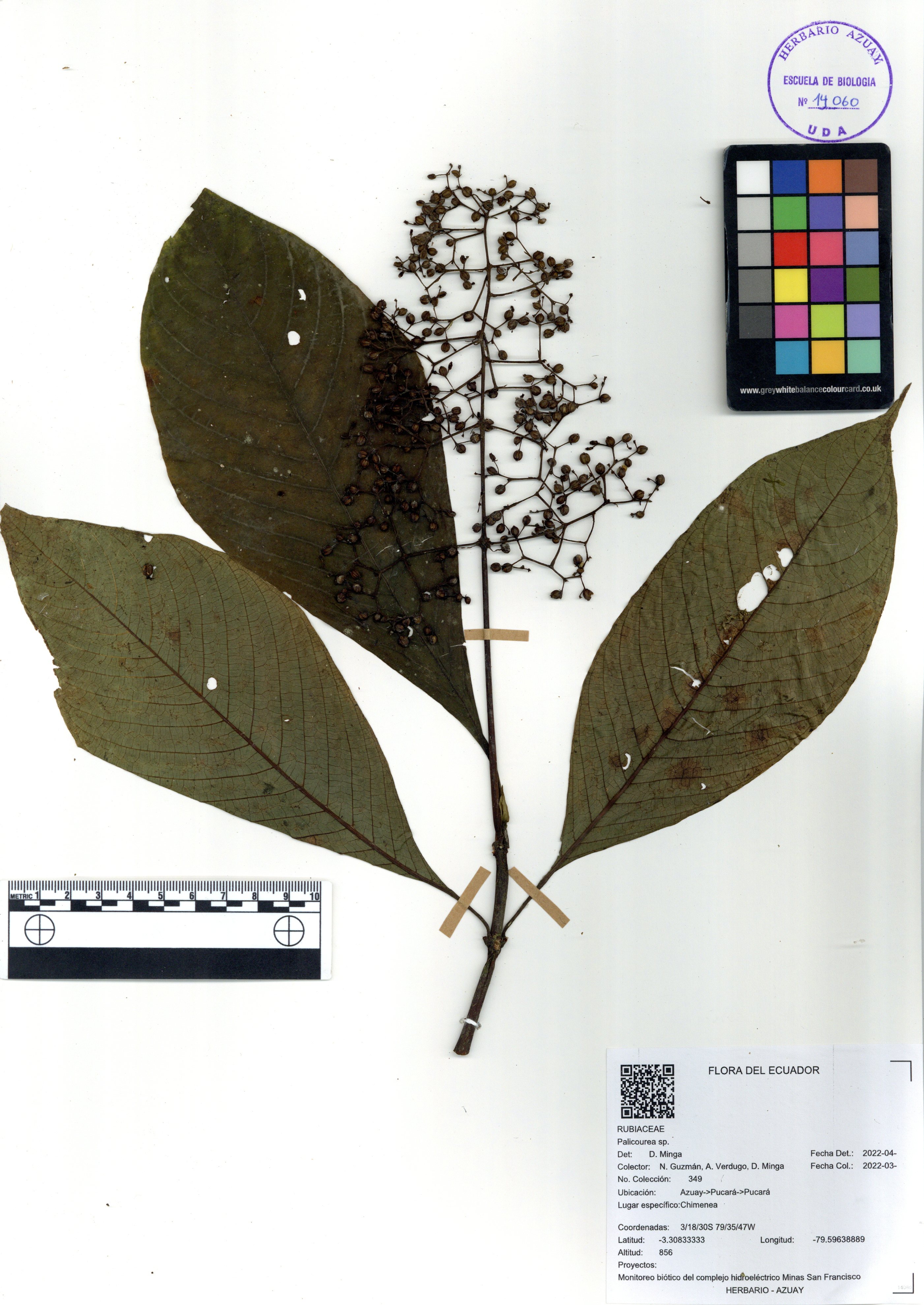 Palicourea sp. SIN DETERMINAR
