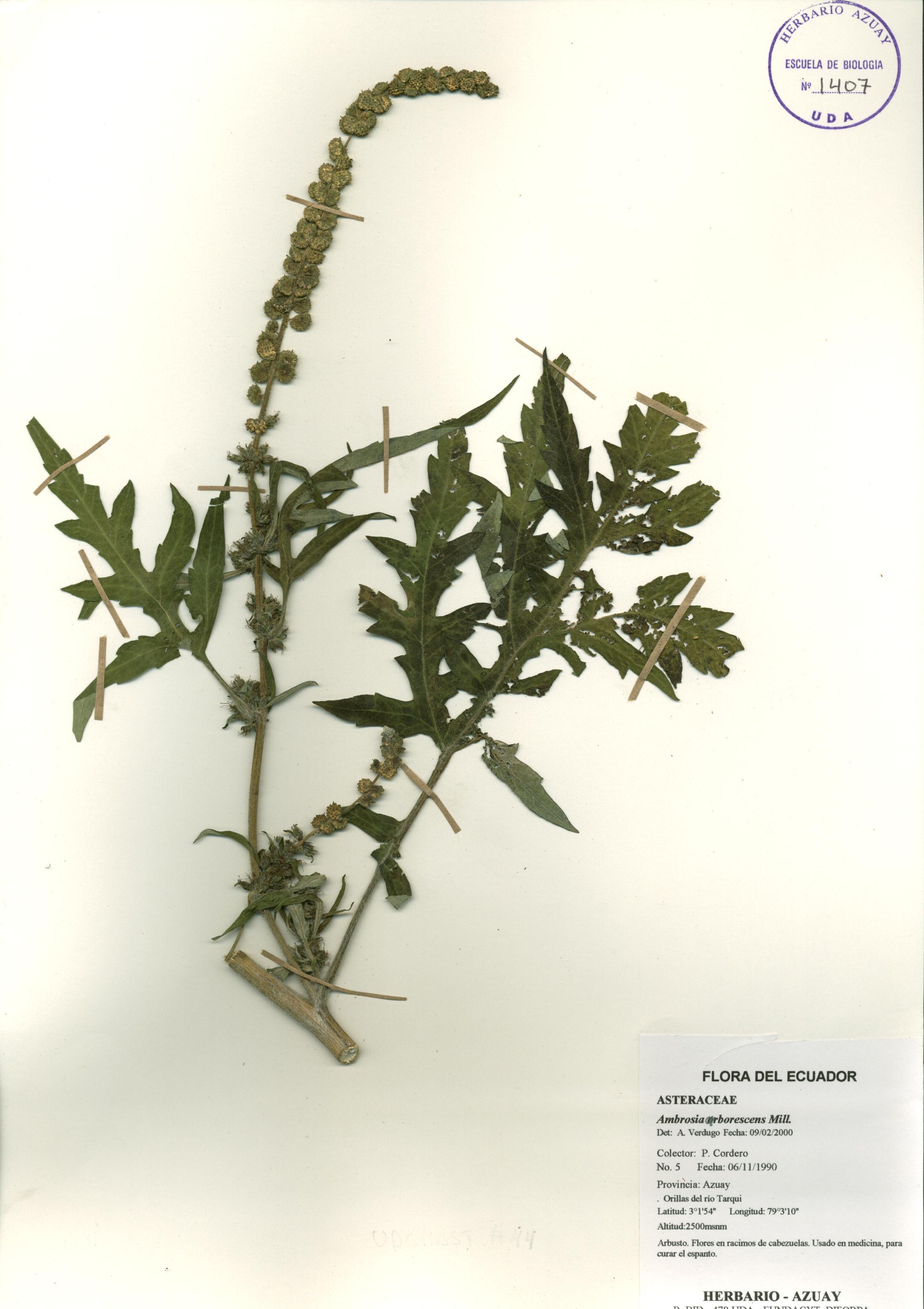 Ambrosia arborescens Mill.