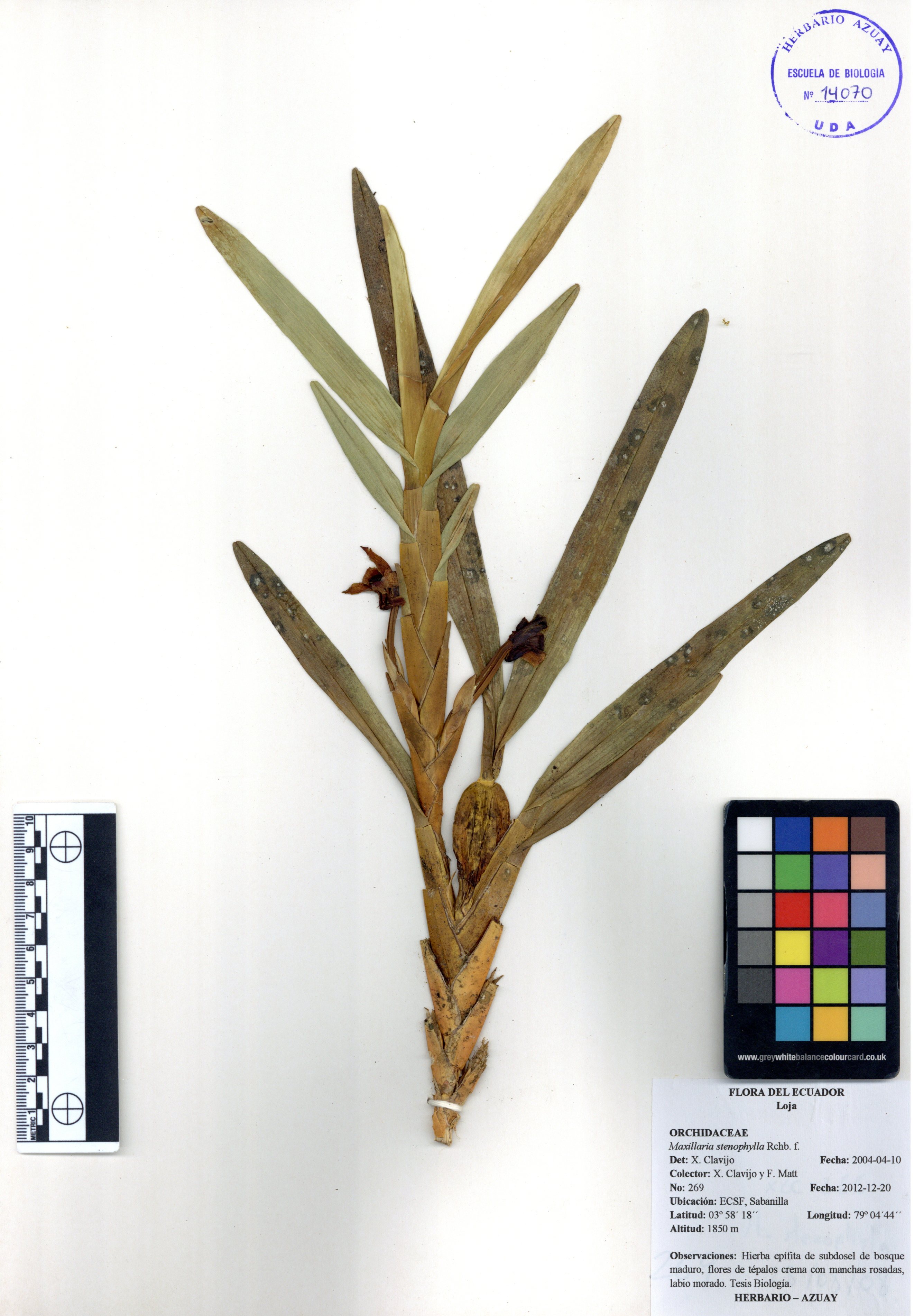 Maxillaria stenophylla Rchb. f.