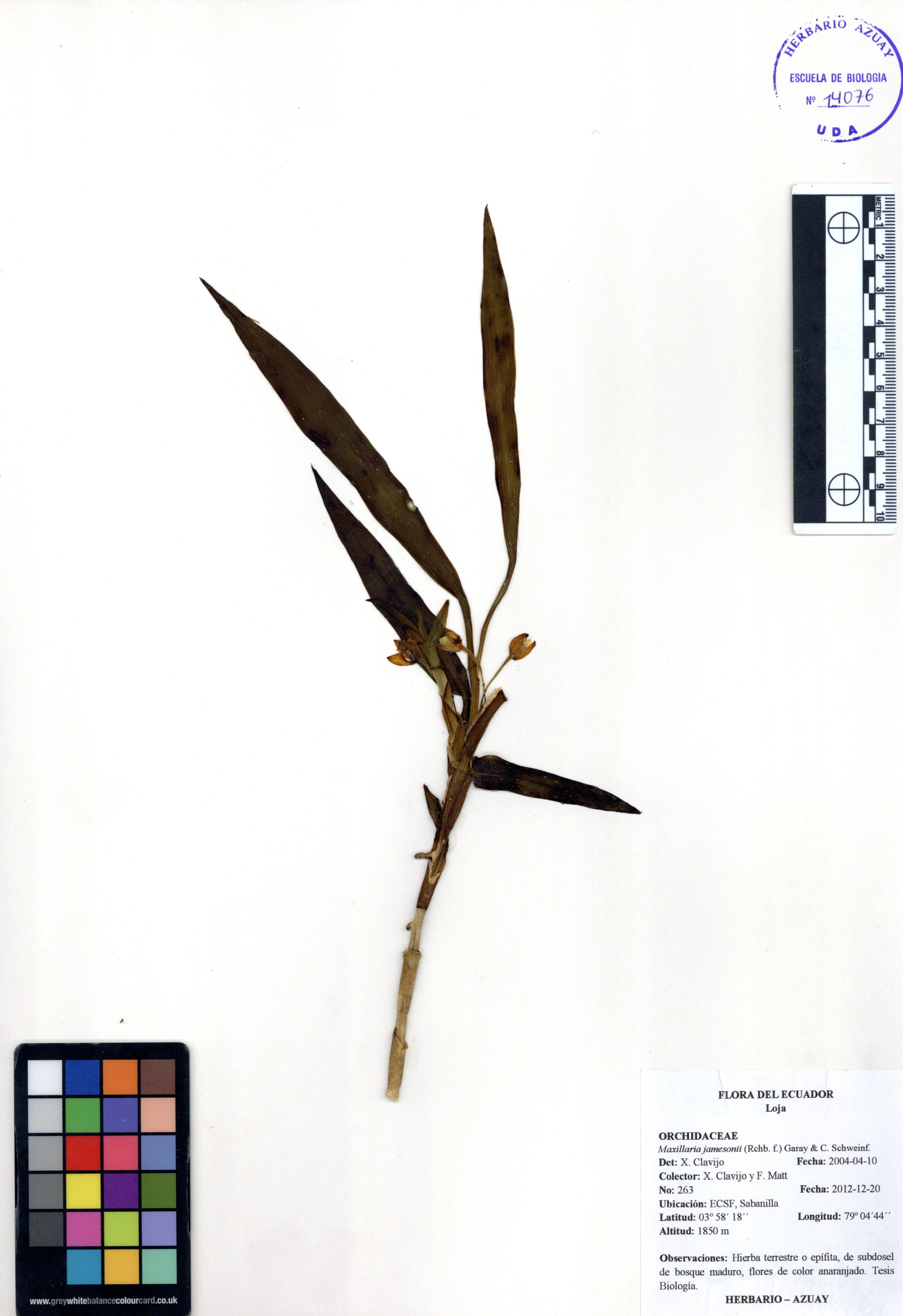 Maxillaria jamesonii (Rchb.f.) Garay & C. Schweinf.