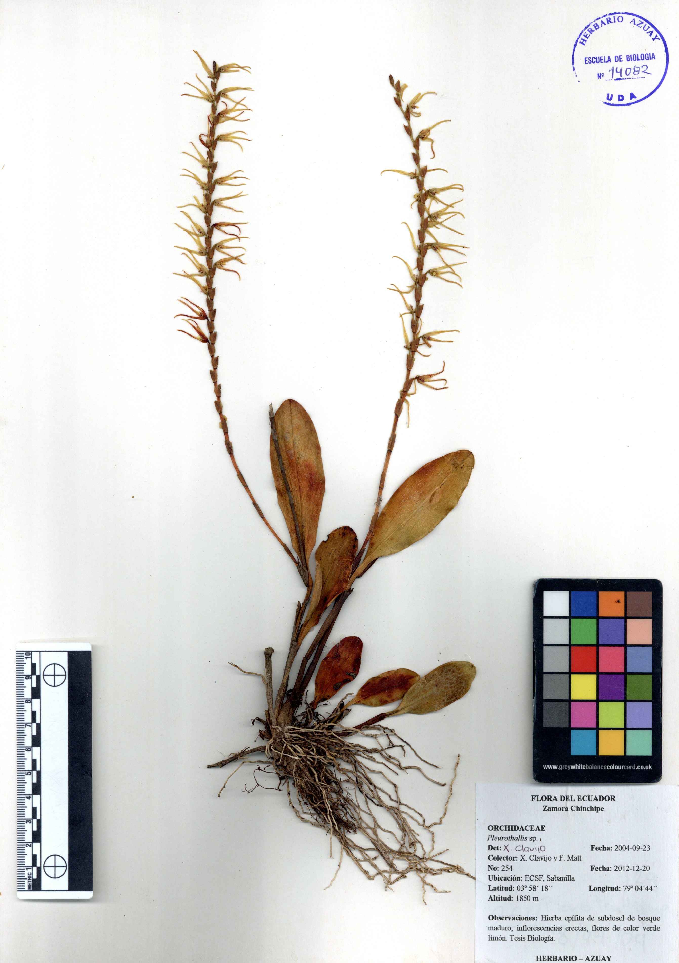 Pleurothallis sp. SIN DETERMINAR