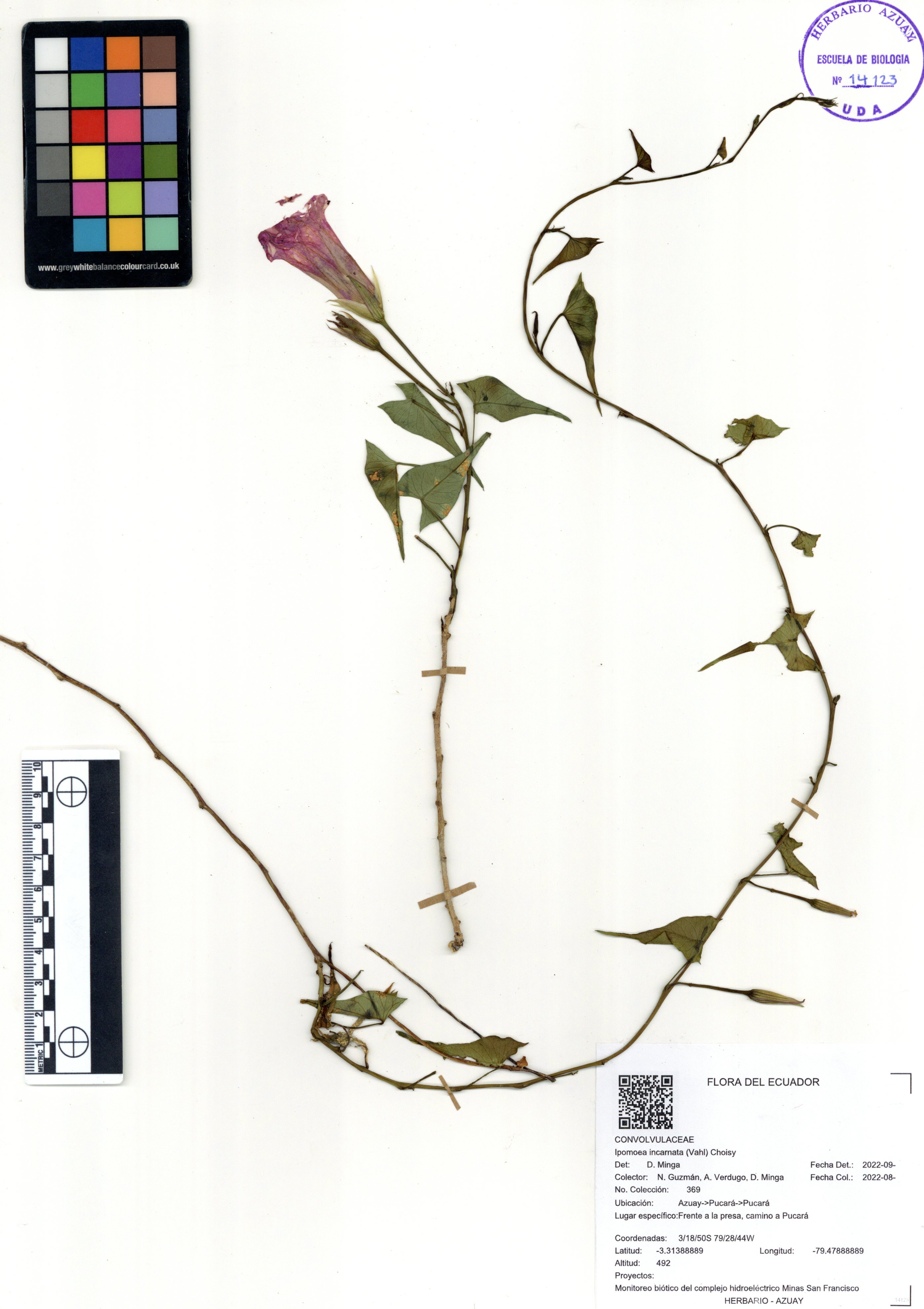 Ipomoea incarnata (Vahl) Choisy