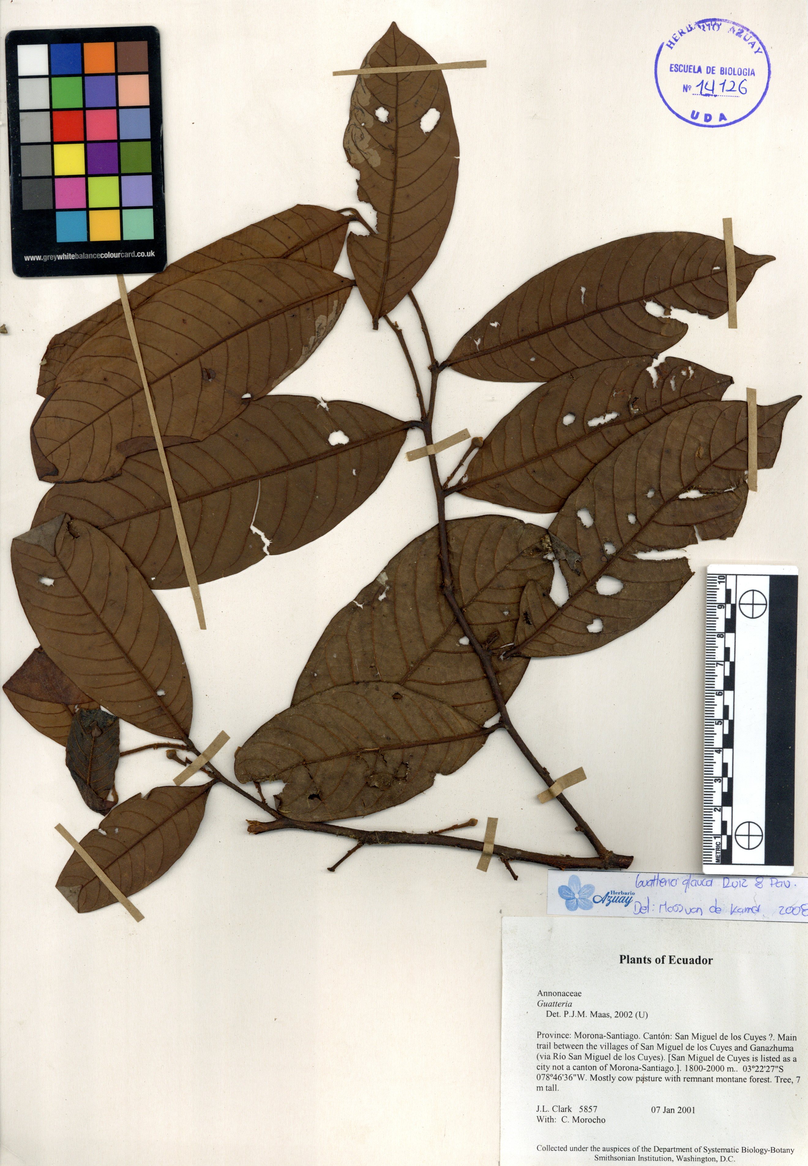 Guatteria glauca Ruiz & Pav.