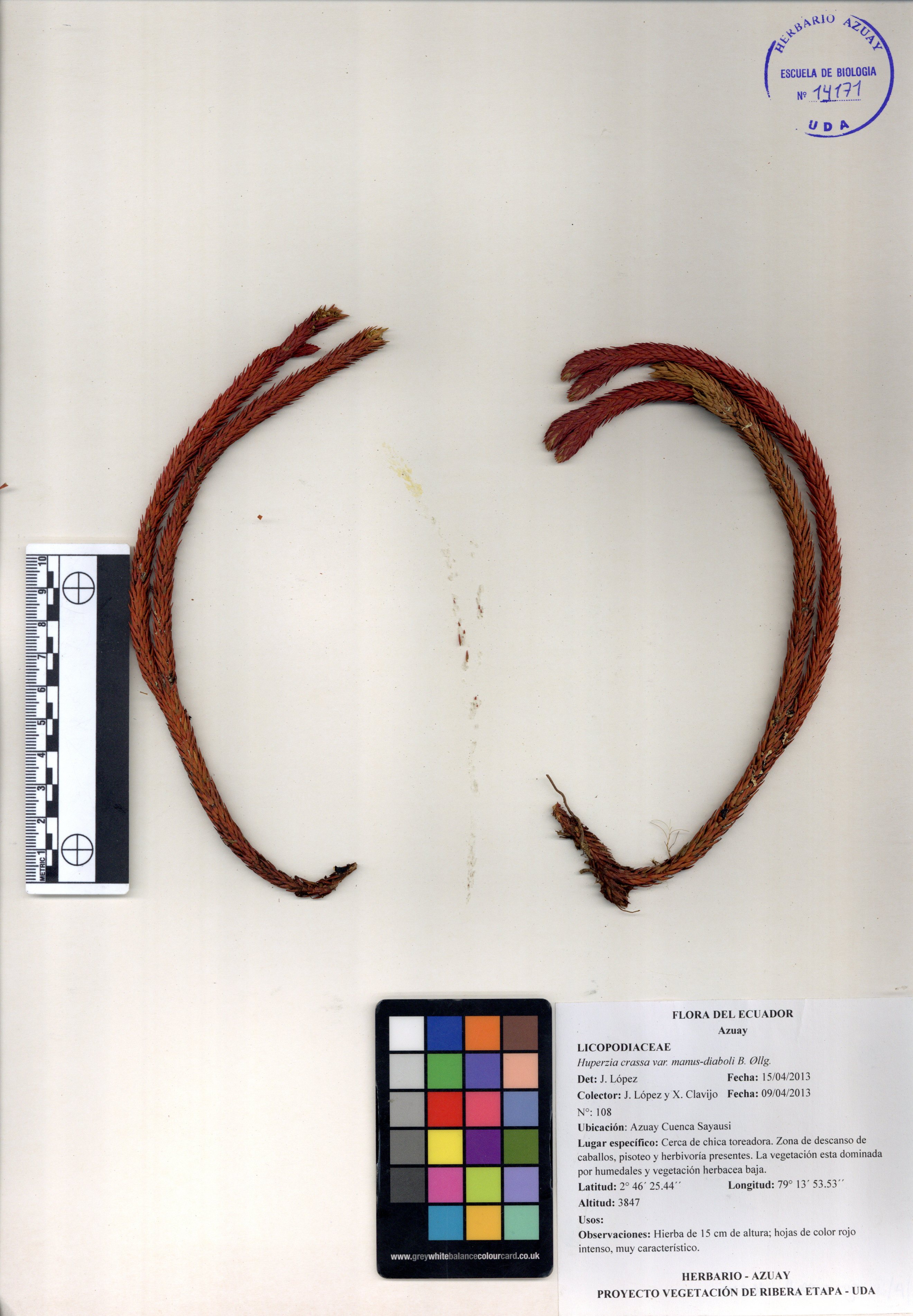 Huperzia crassa var. manus-diaboli B. Øllg.