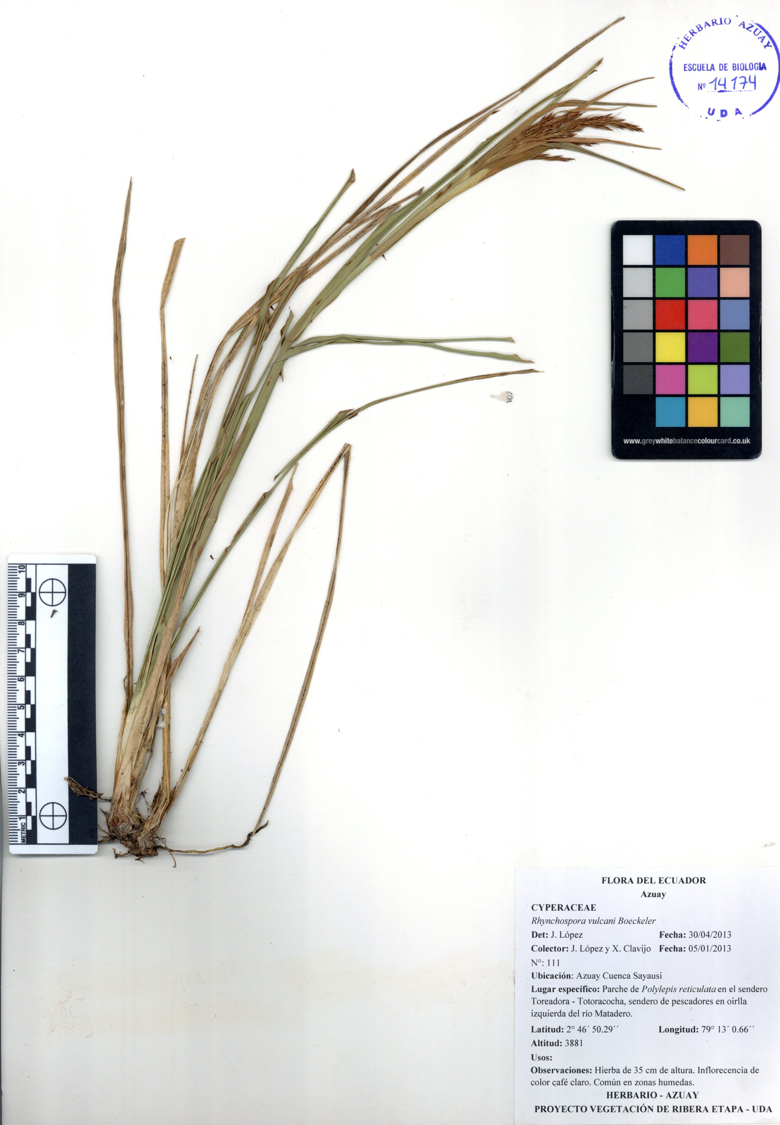 Rhynchospora vulcani Boeckeler