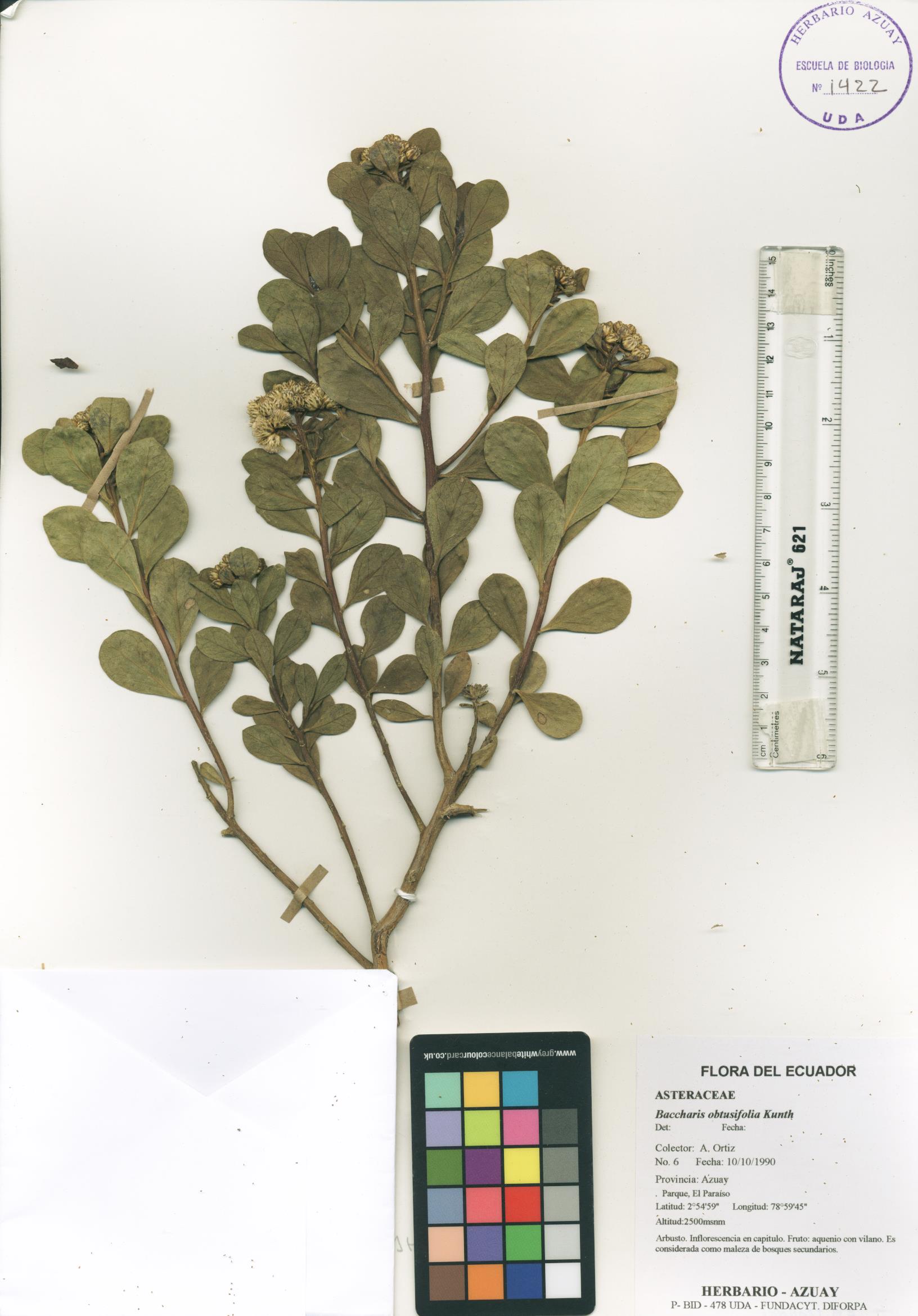 Baccharis obtusifolia Kunth