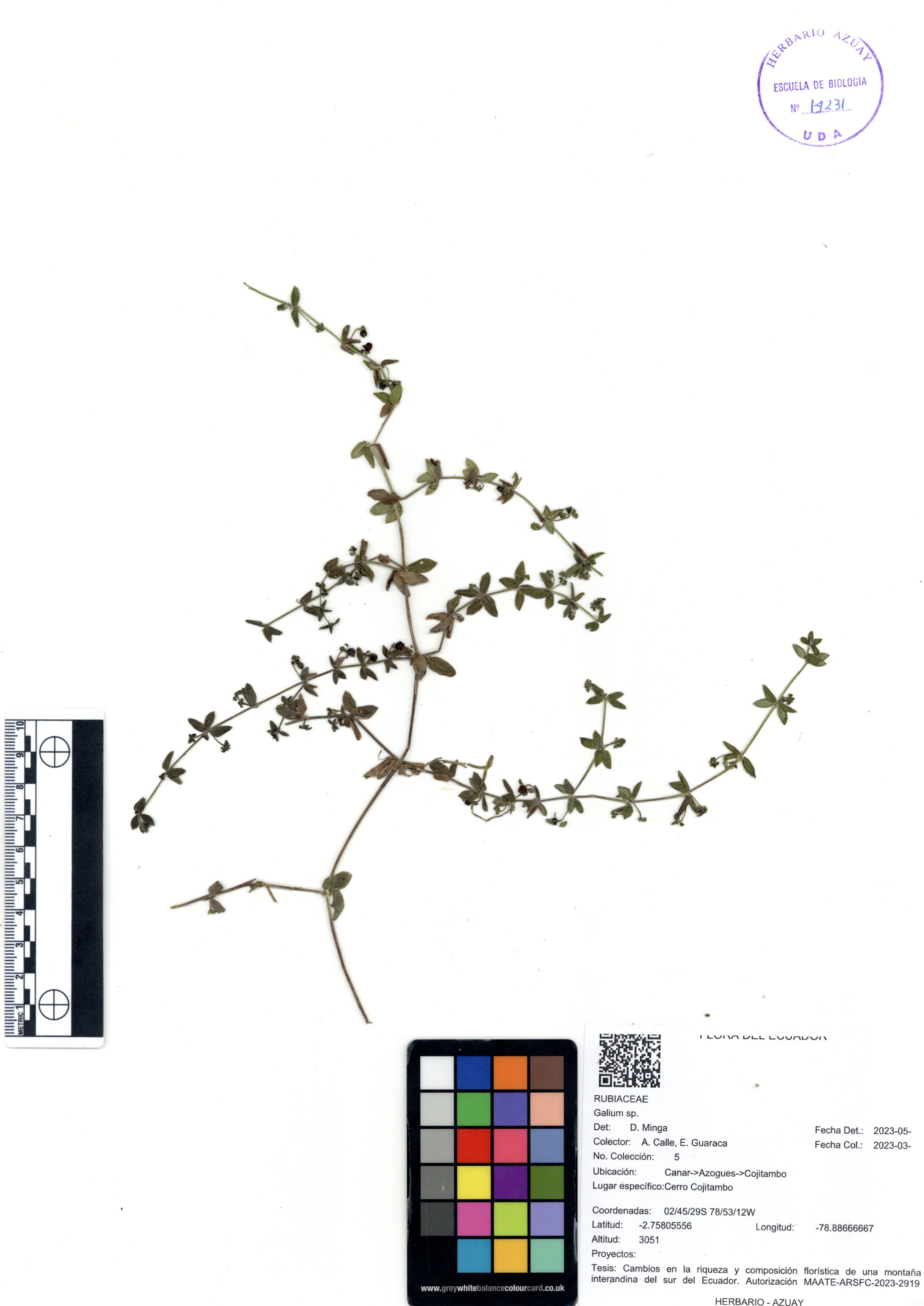 Galium sp. SIN DETERMINAR