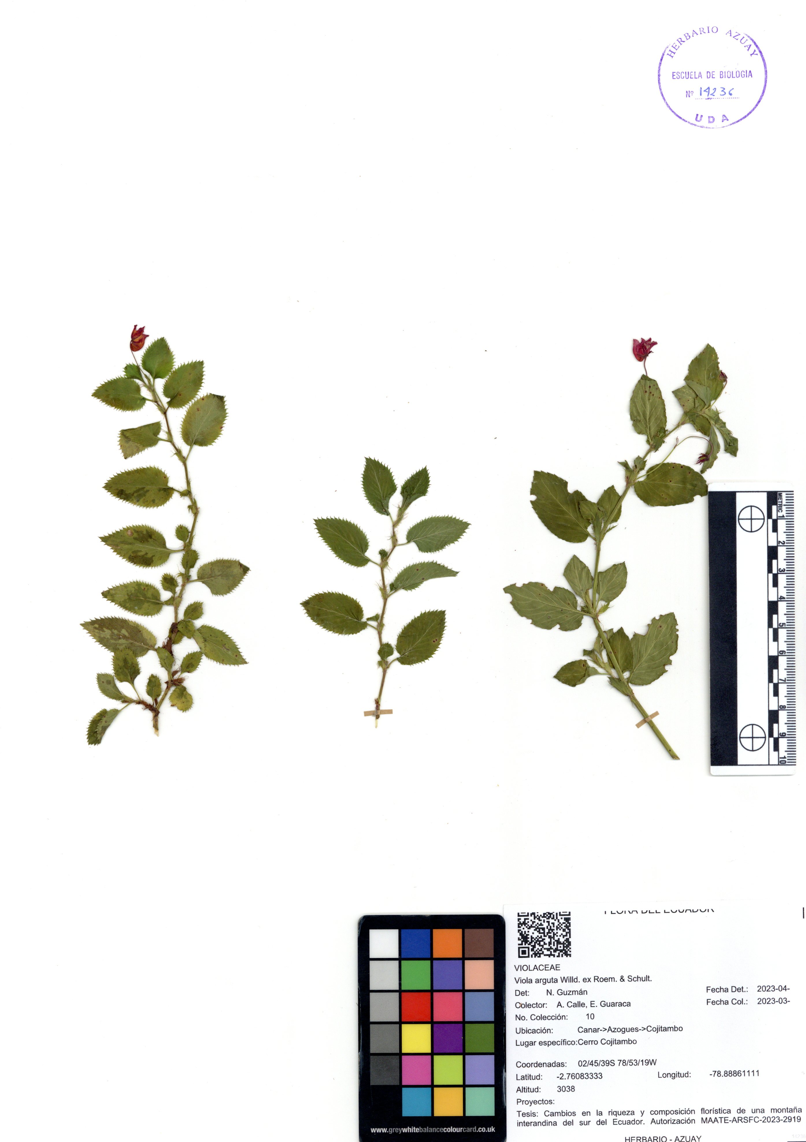 Viola arguta Willd. ex Roem. & Schult.