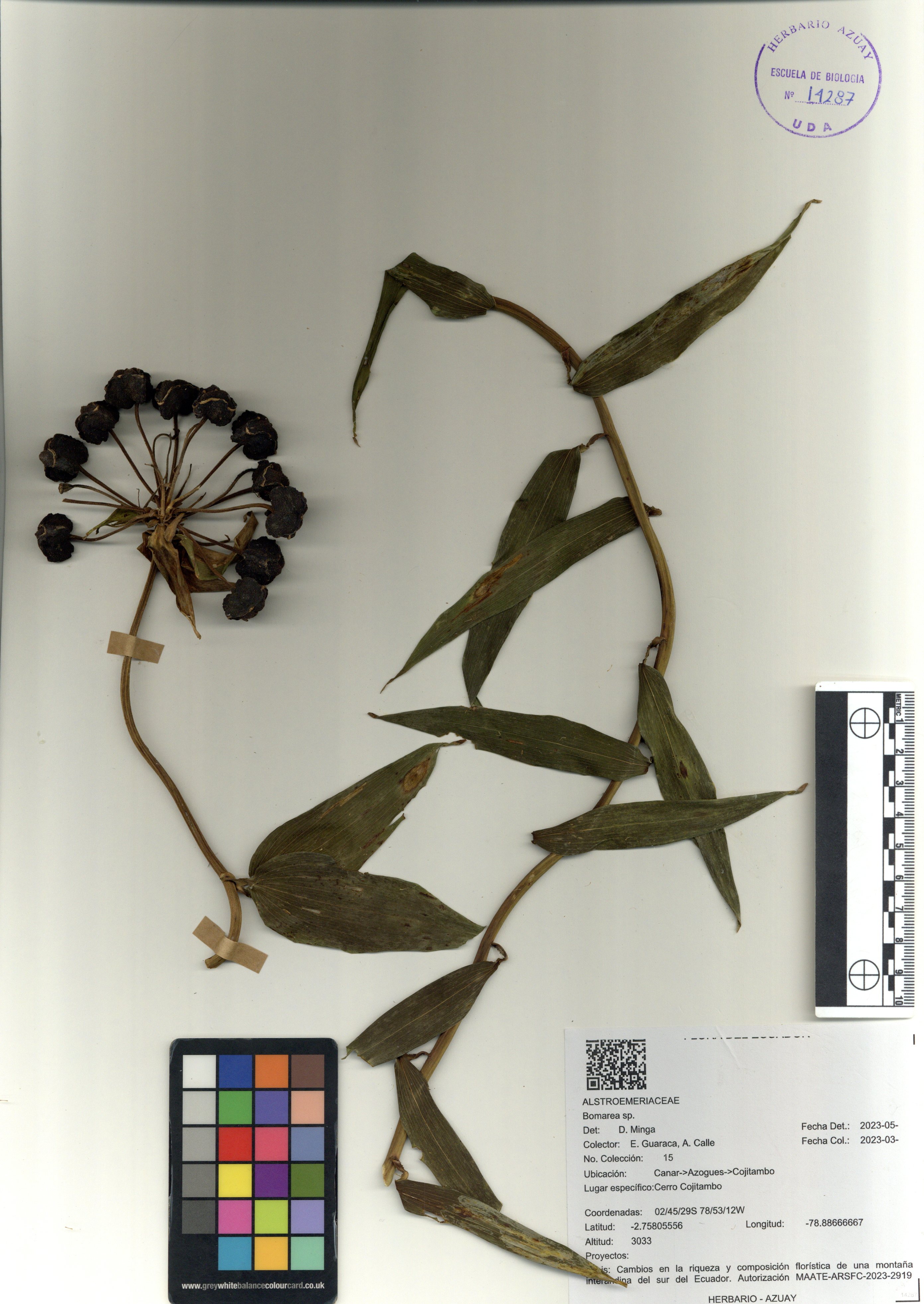 Bomarea sp. SIN DETERMINAR