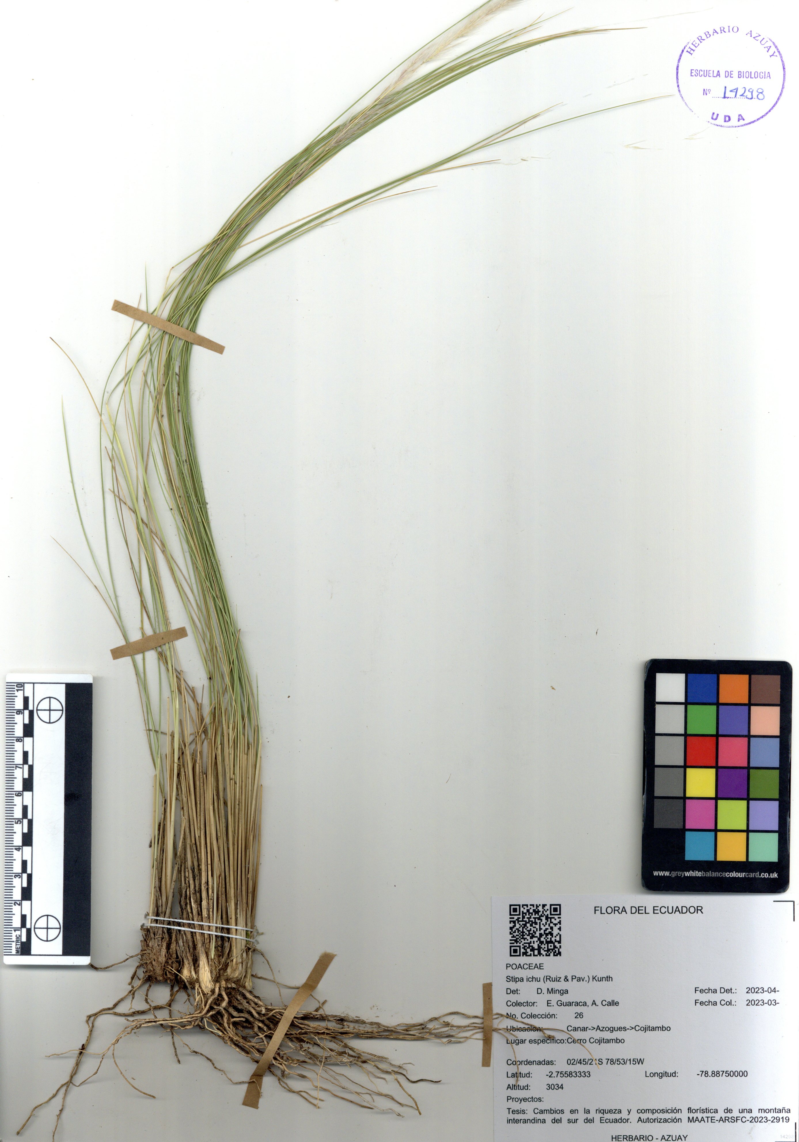 Stipa ichu (Ruiz & Pav.) Kunth
