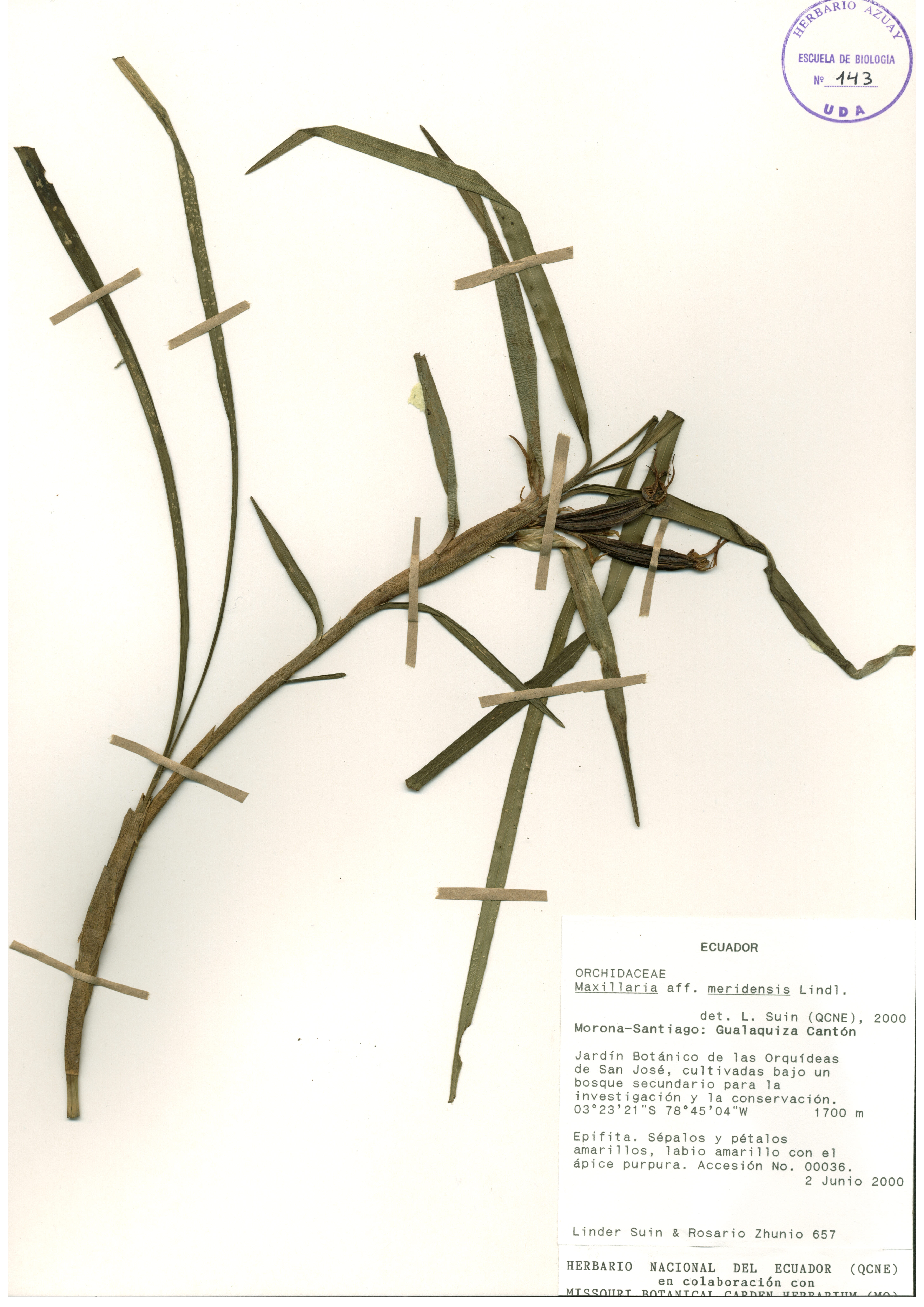 Maxillaria meridensis Lindl.