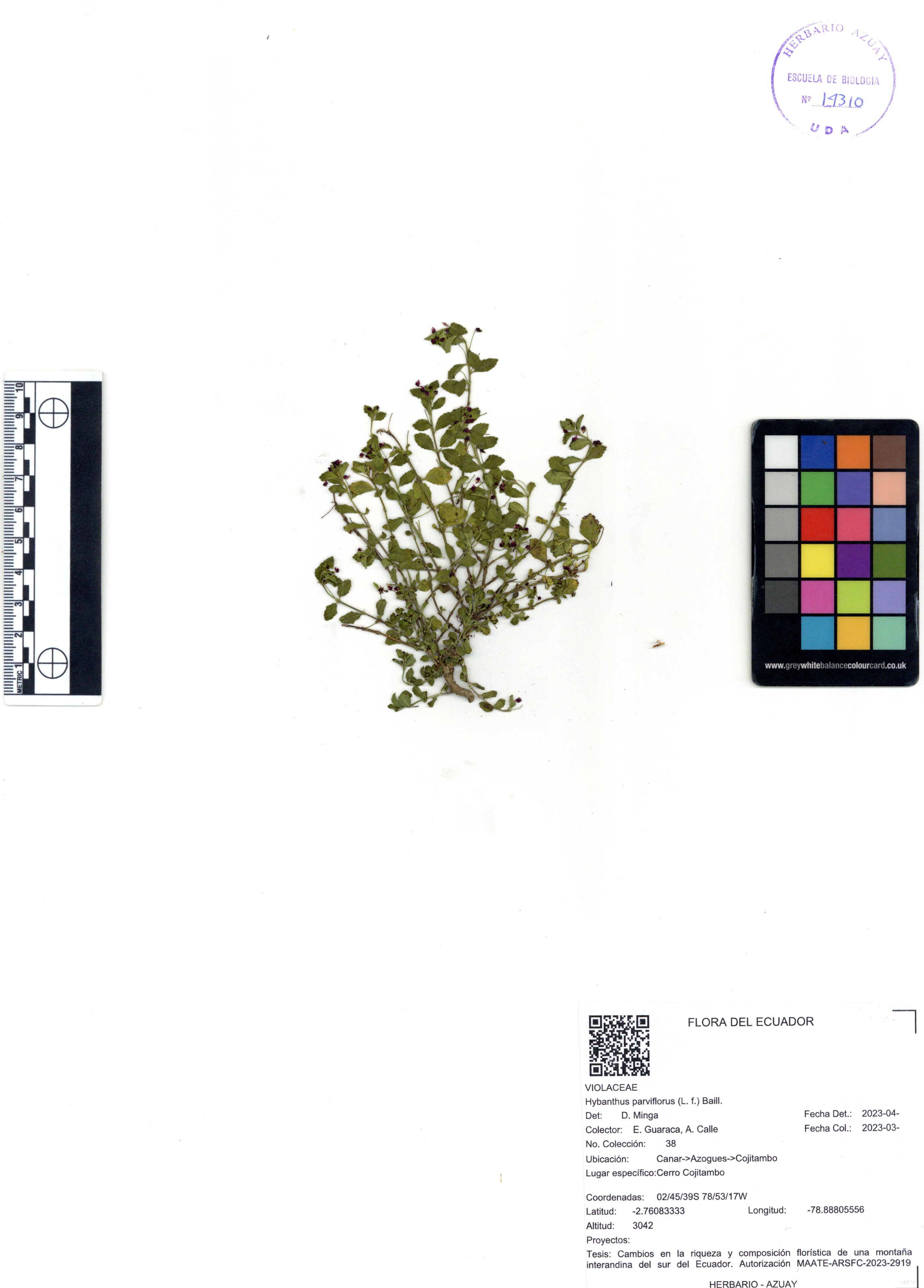 Hybanthus parviflorus (L. f.) Baill.